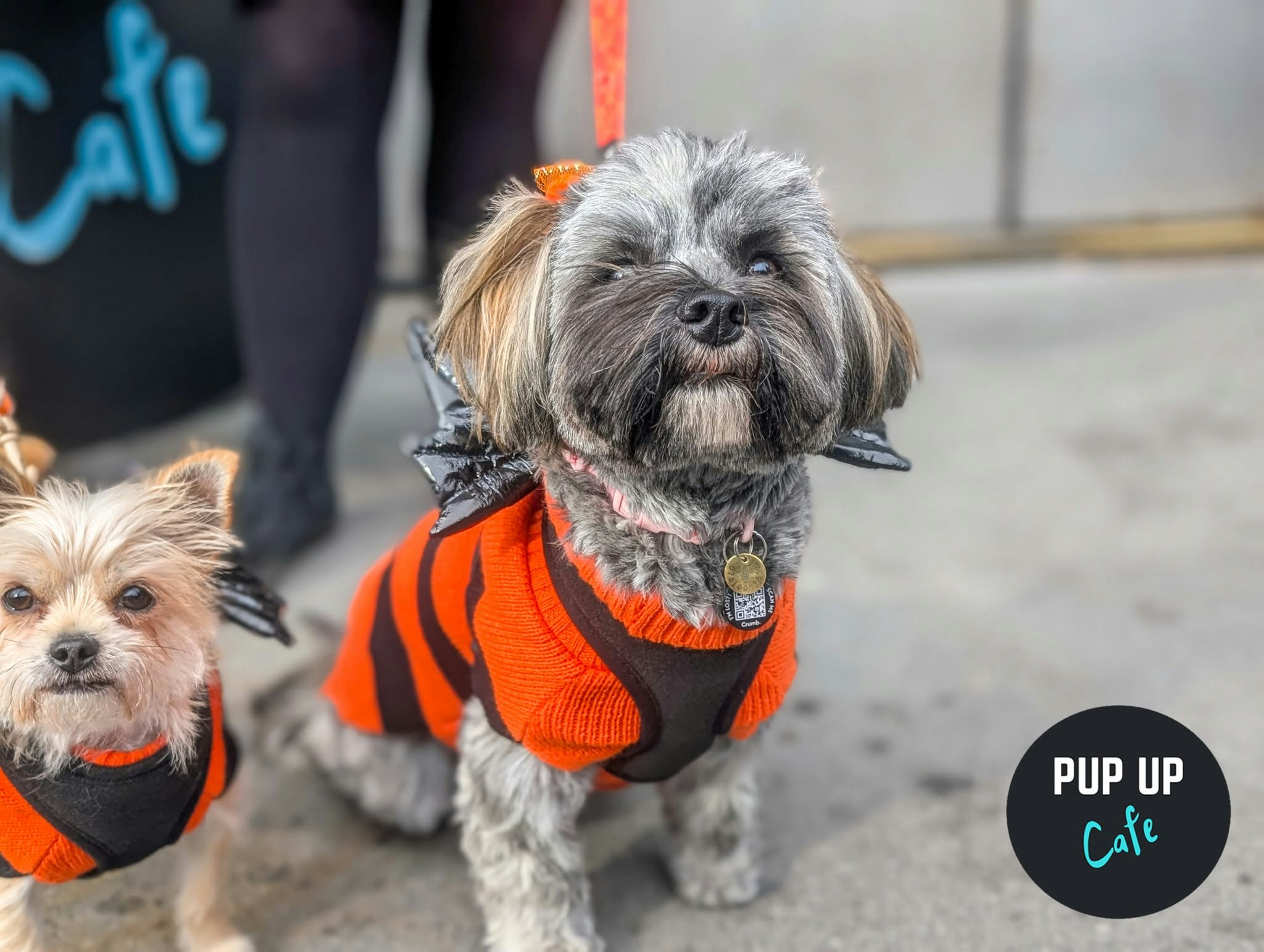 Cardiff – All Paws Pup Up Cafe