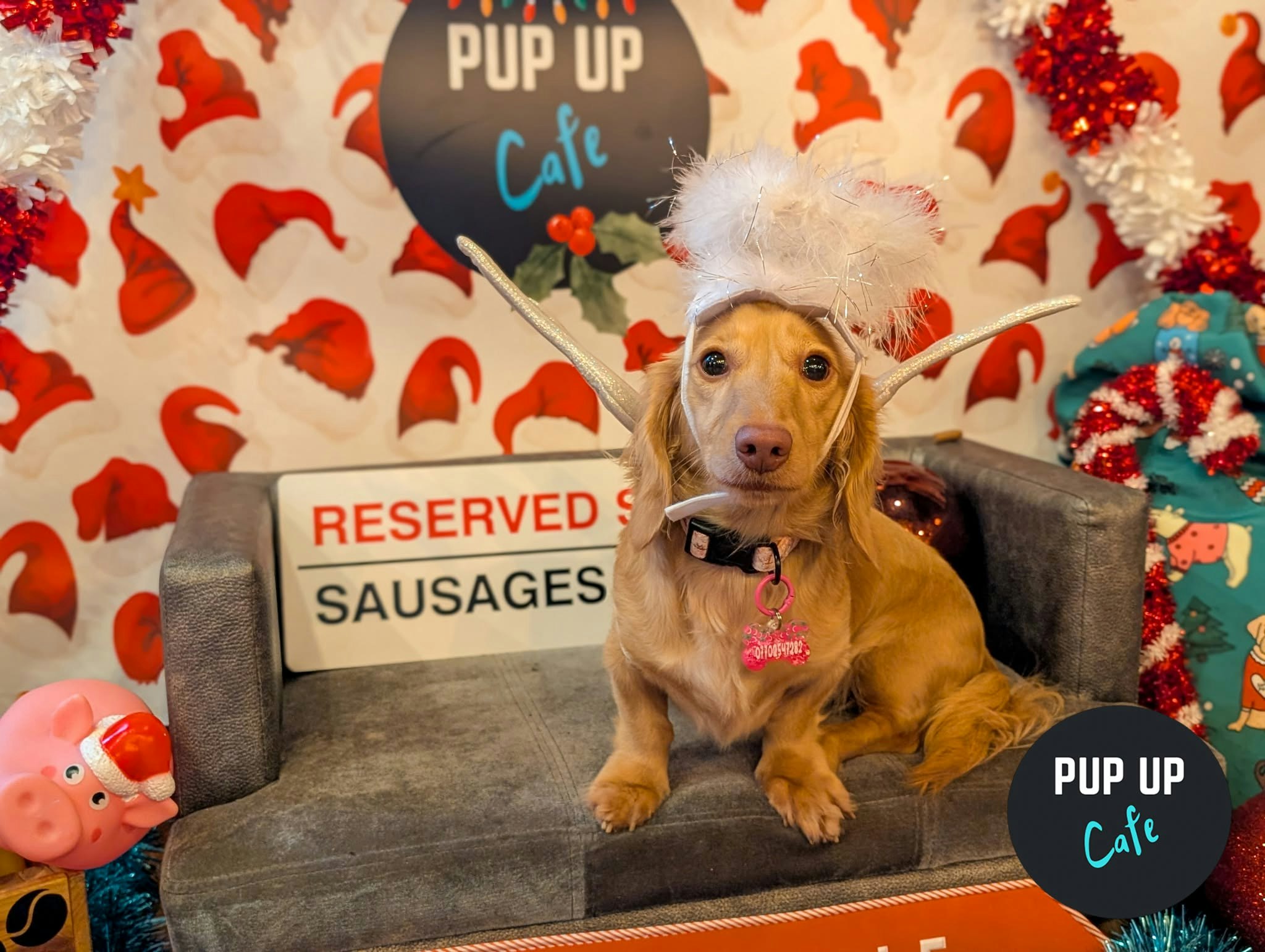 Birmingham – Dashing Dachshund Christmas Tour 🎄