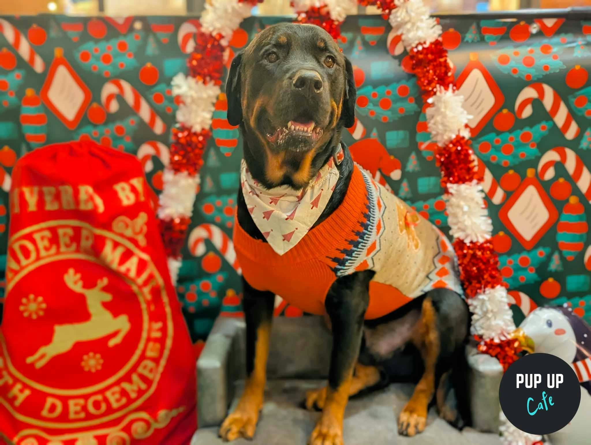 Birmingham – King Sized Canines Christmas Tour🎄