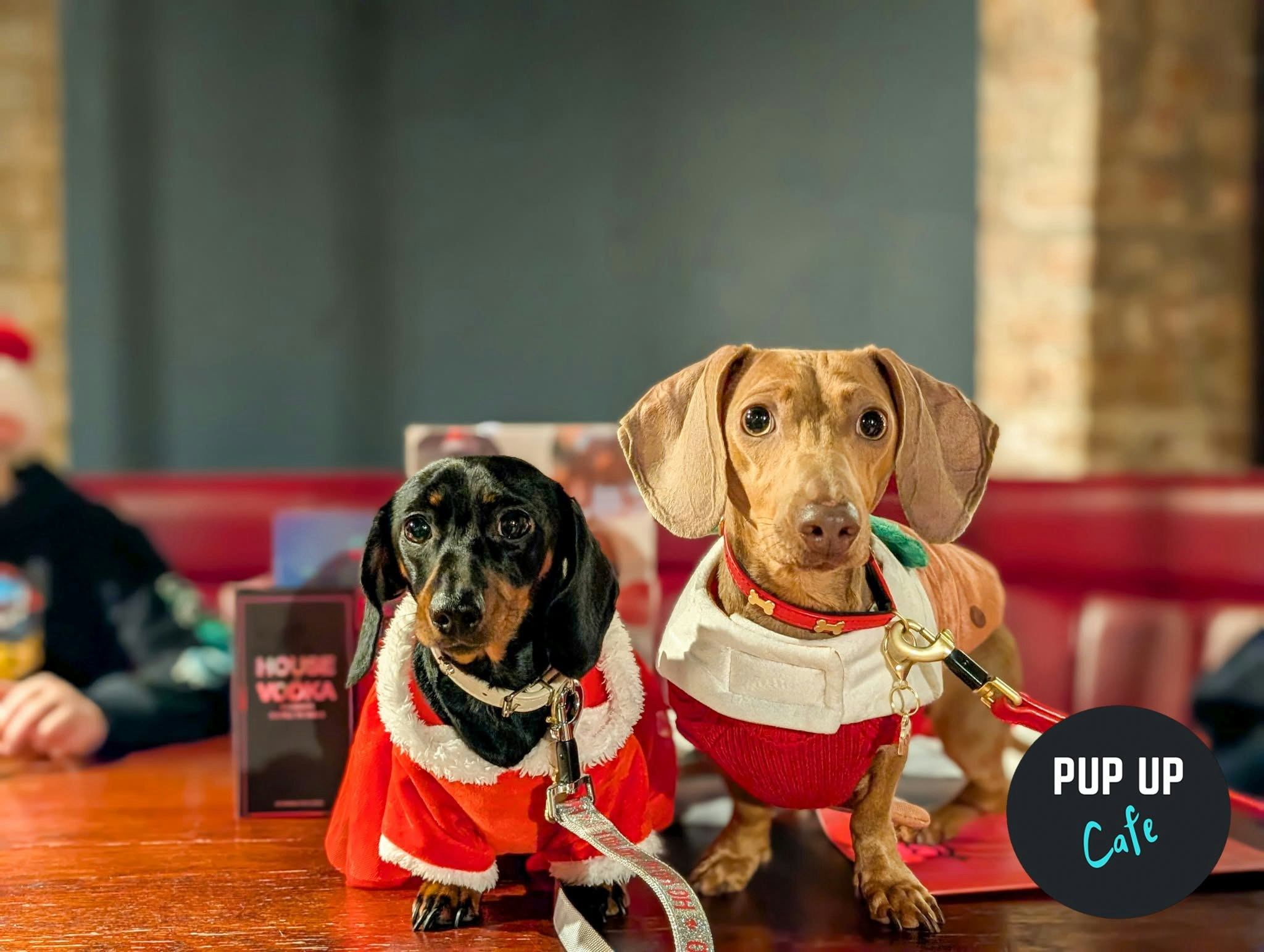 Manchester – Dashing Dachshund Christmas Tour 🎄