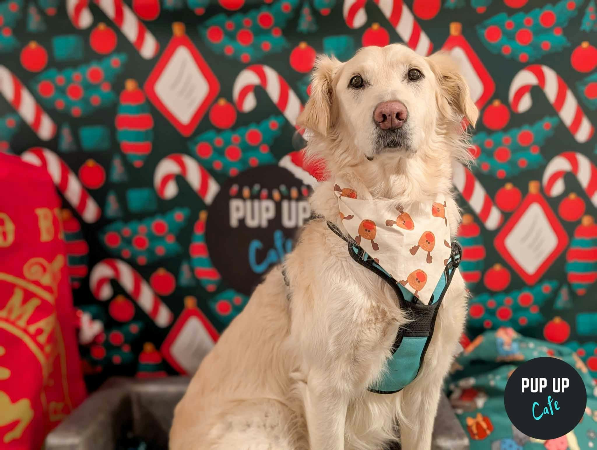 Manchester – Retrievers & Labs Christmas Tour 🎄