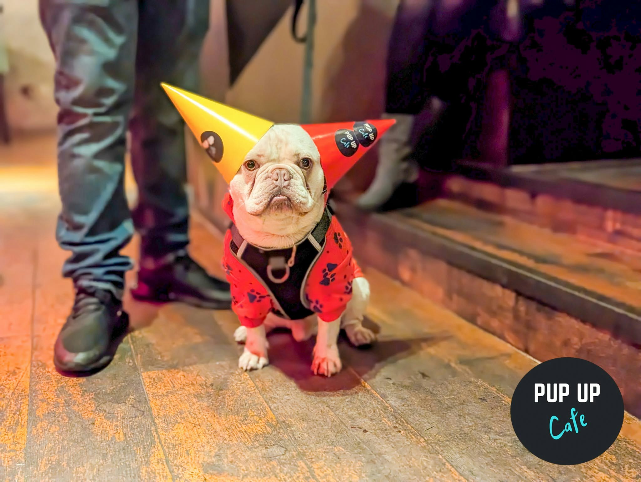 Manchester – Pint Sized Pooches Christmas Tour 🎄
