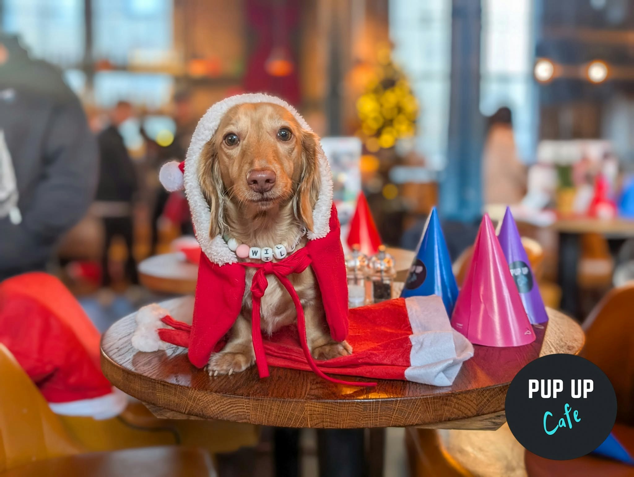 Newcastle – Dashing Dachshund Christmas Tour 🎄