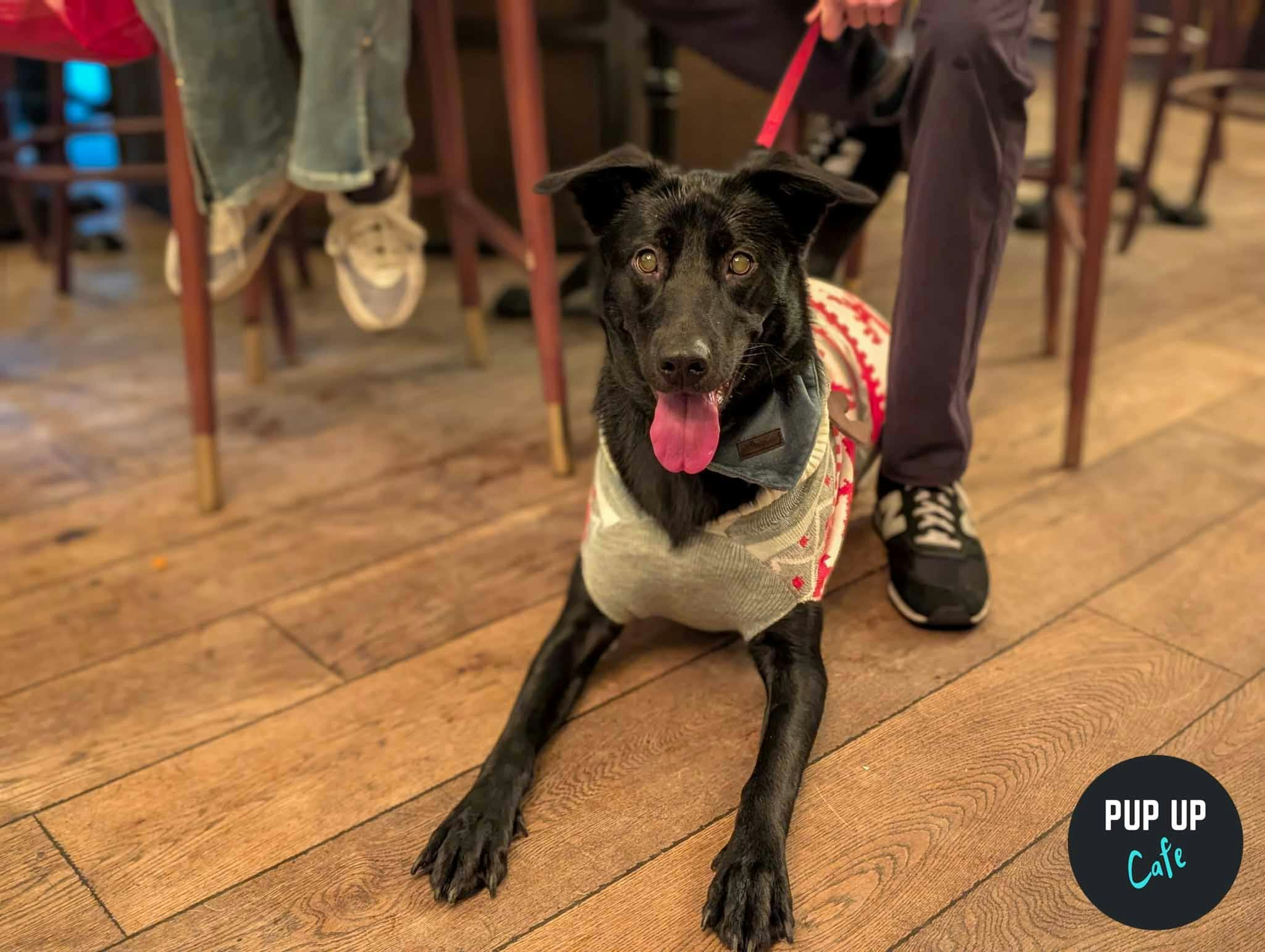 Newcastle – King Sized Canines Christmas Tour🎄