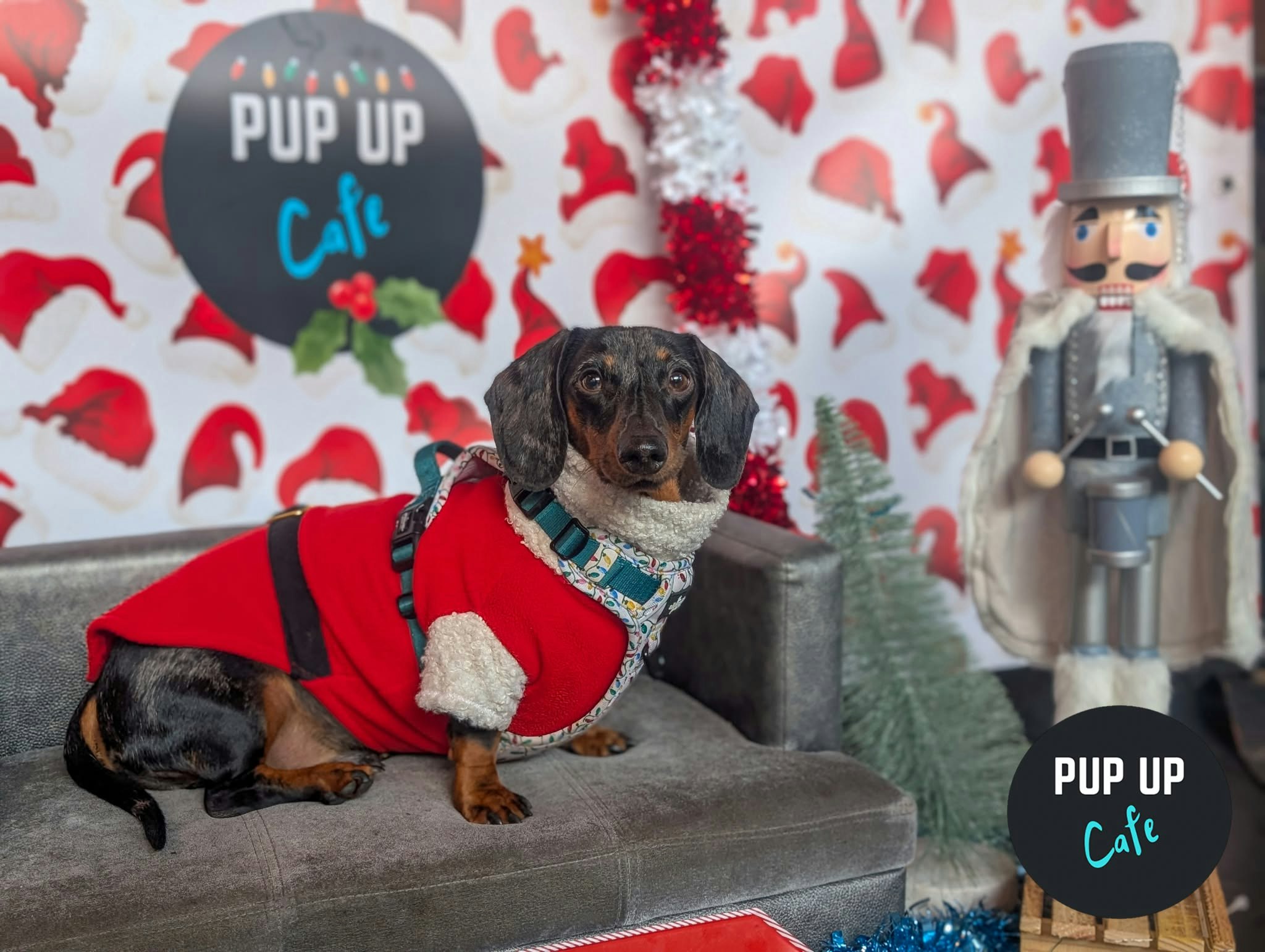 Sheffield – Dashing Dachshund Christmas Tour 🎄
