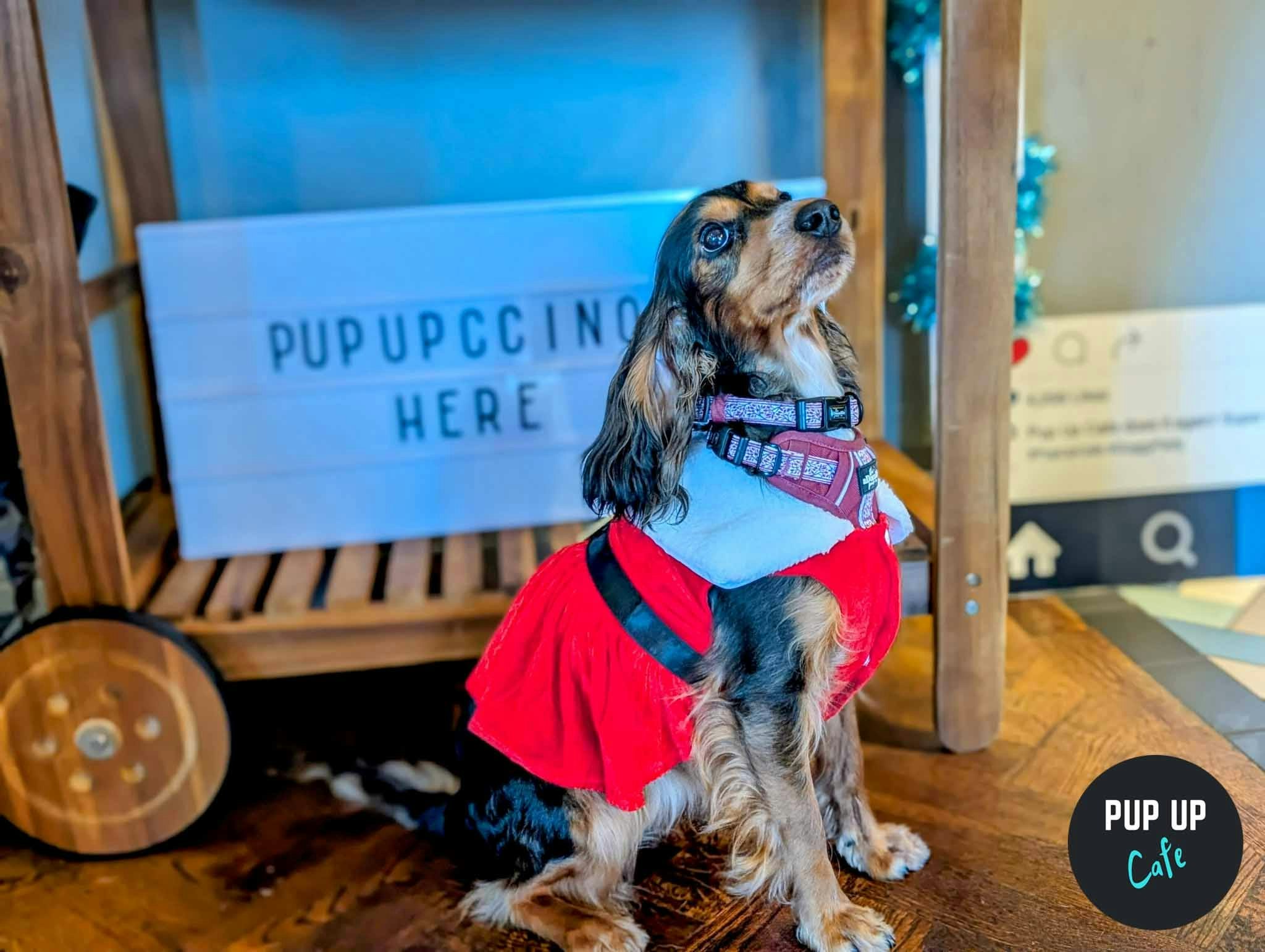 Sheffield – Spaniel Christmas Tour 🎄