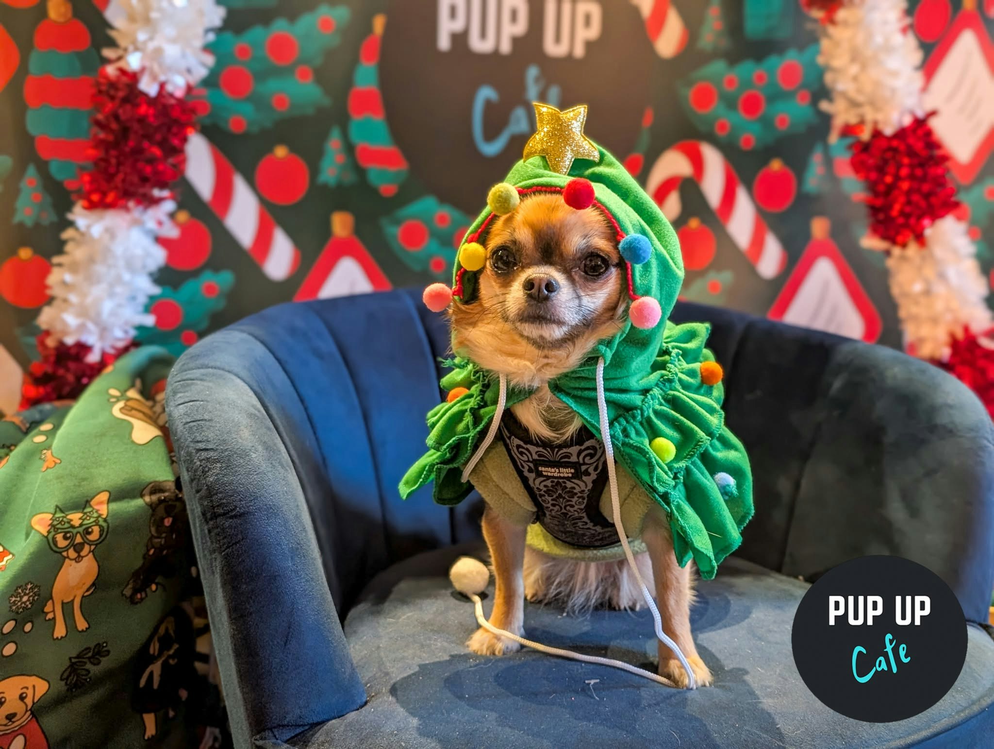 Sheffield – Pint Sized Pooches Christmas Tour 🎄