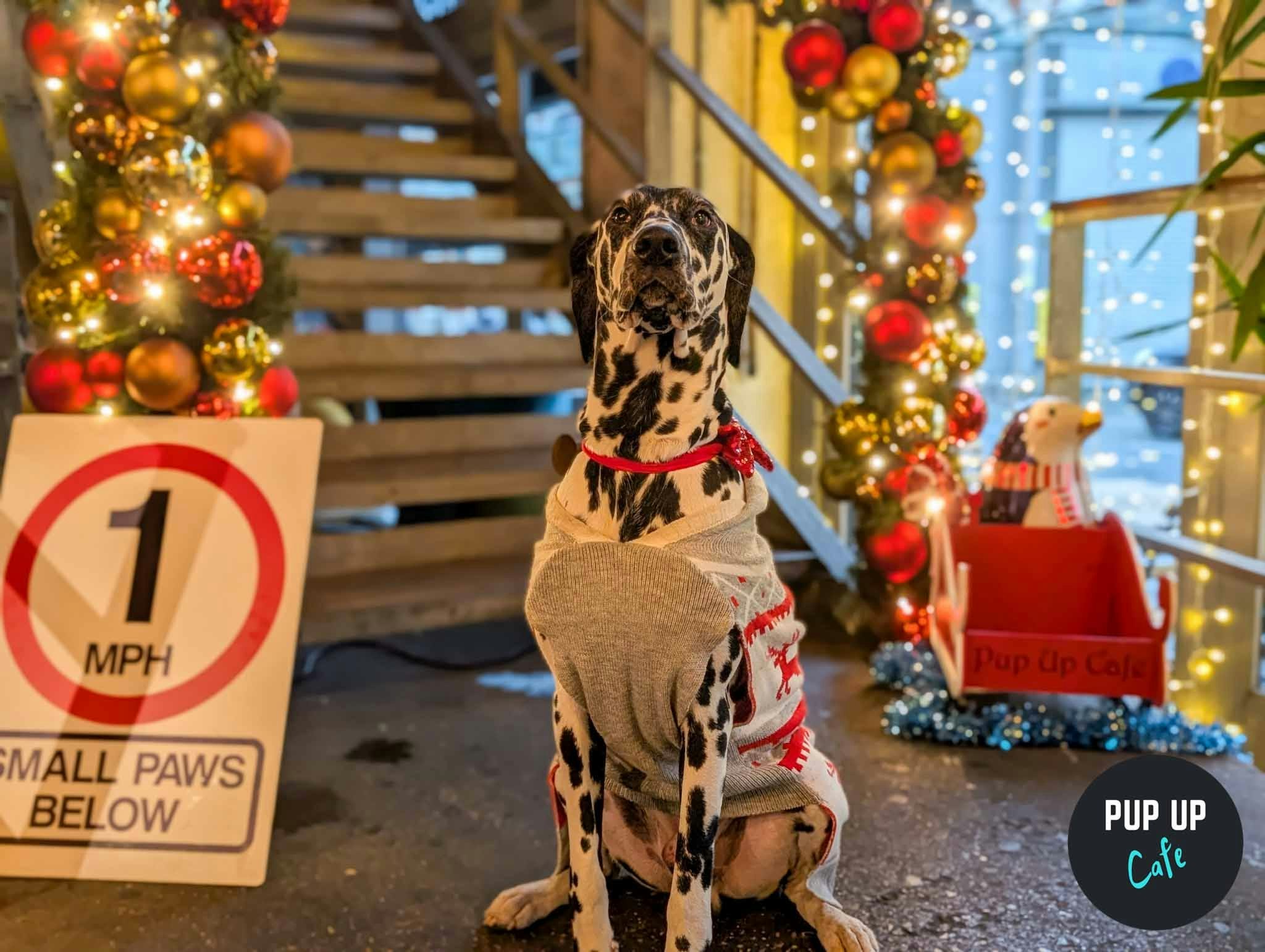 Sheffield – King Sized Canines Christmas Tour🎄
