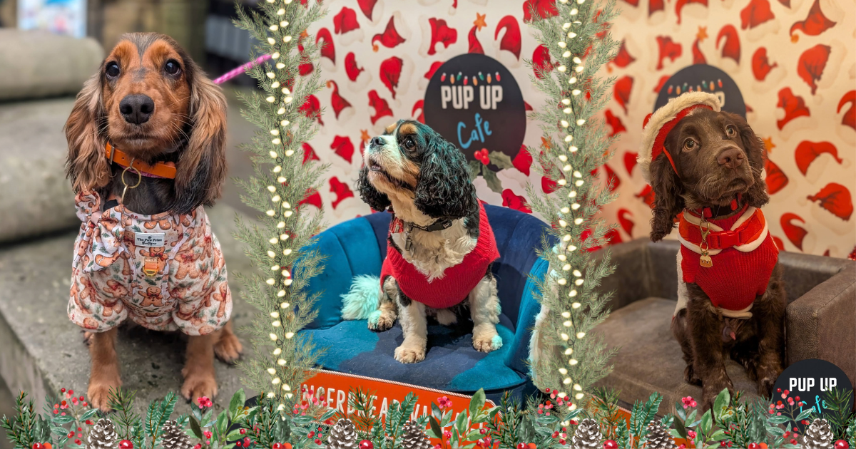 Newcastle – Spaniel Christmas Tour 🎄