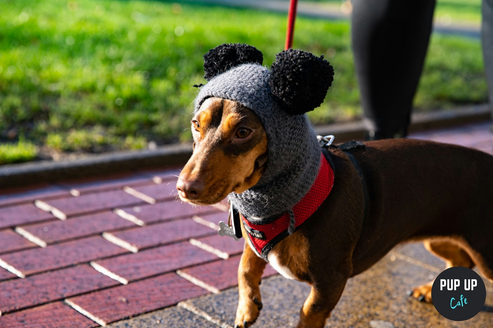 Dachshund Pop Up Cafe – Glasgow