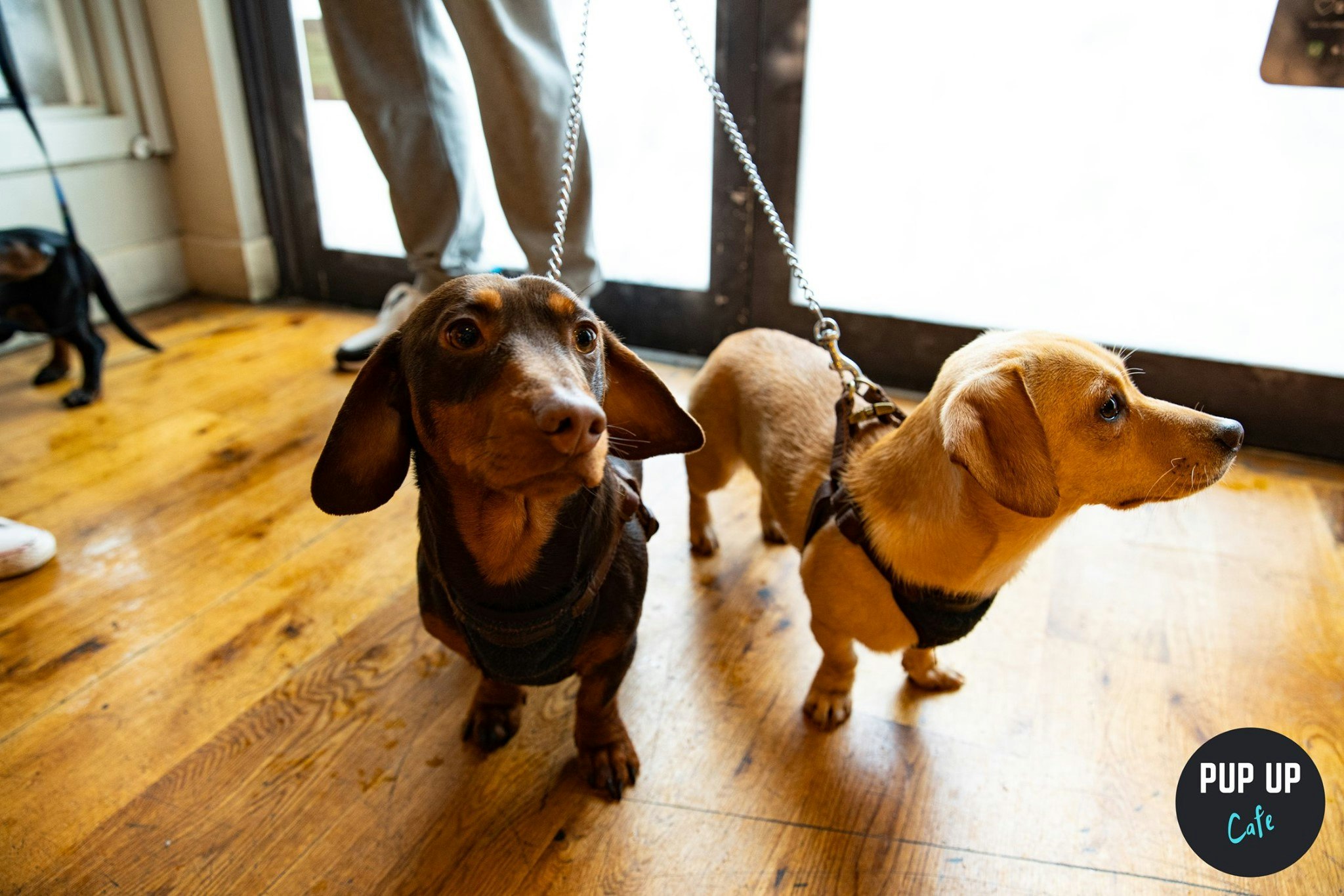 Dachshund Pop Up Cafe – Manchester