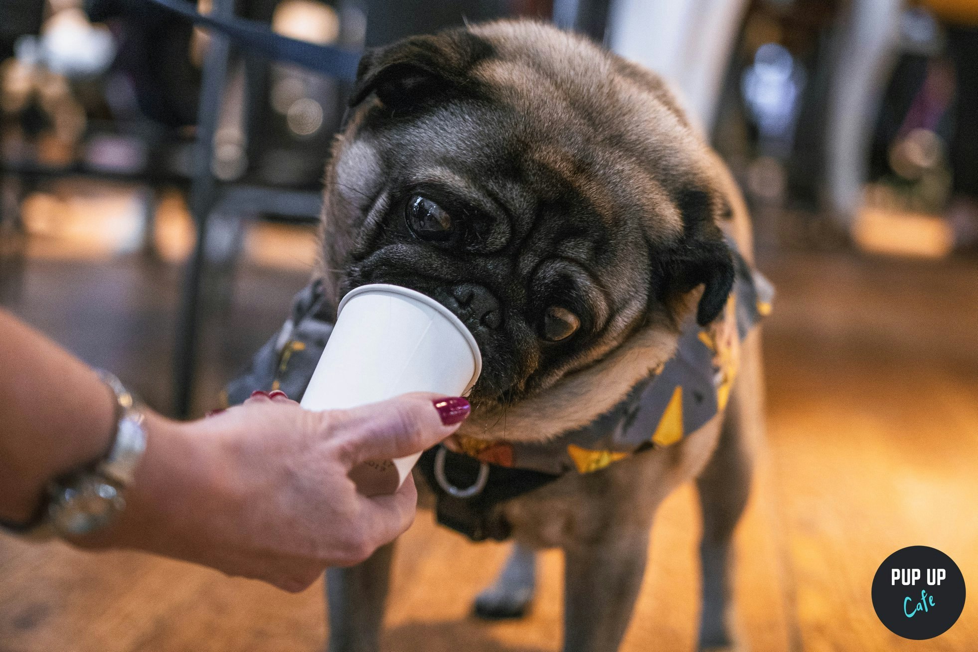 Pug Pop Up Cafe – London