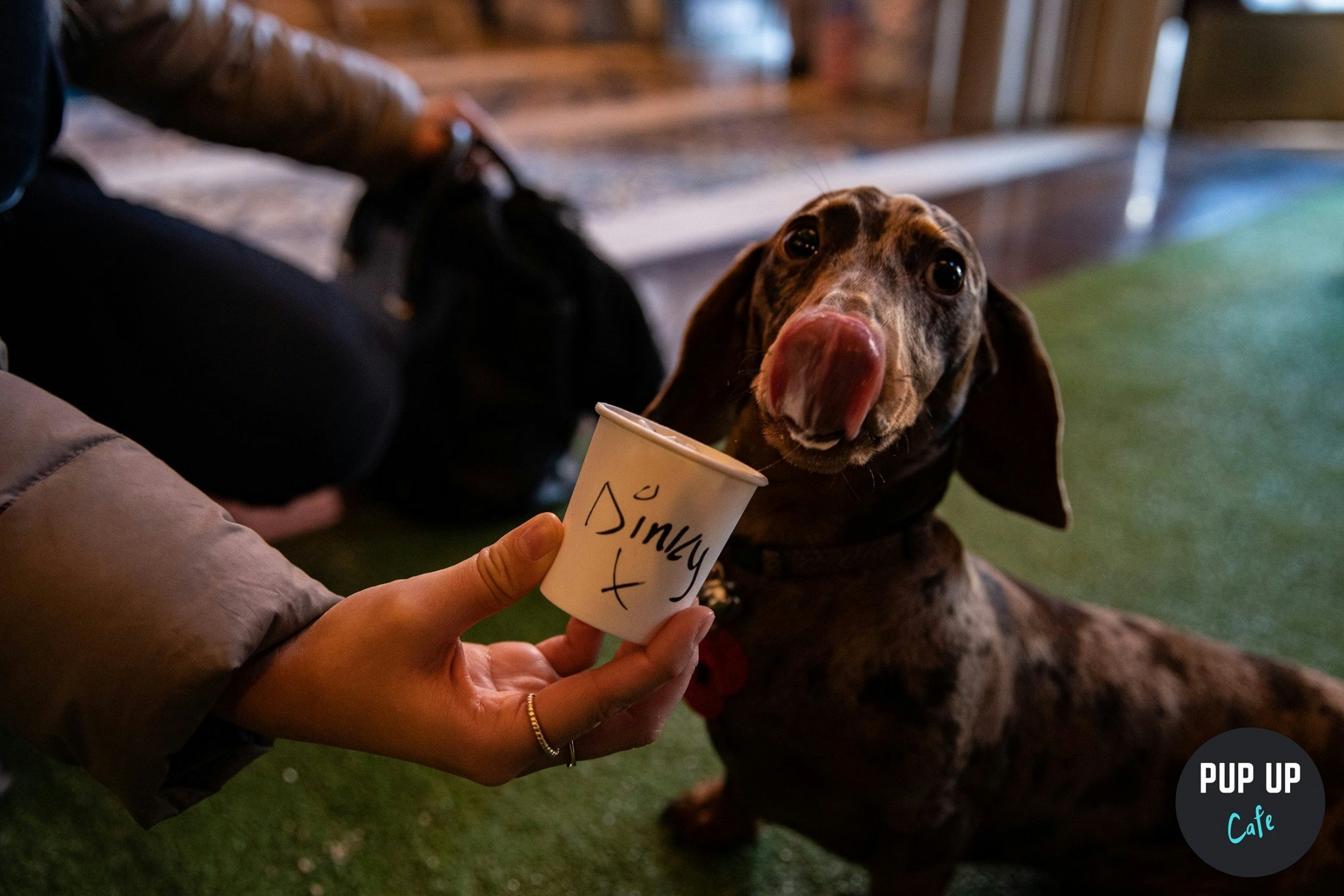 Dachshund Pop Up Cafe – Bournemouth