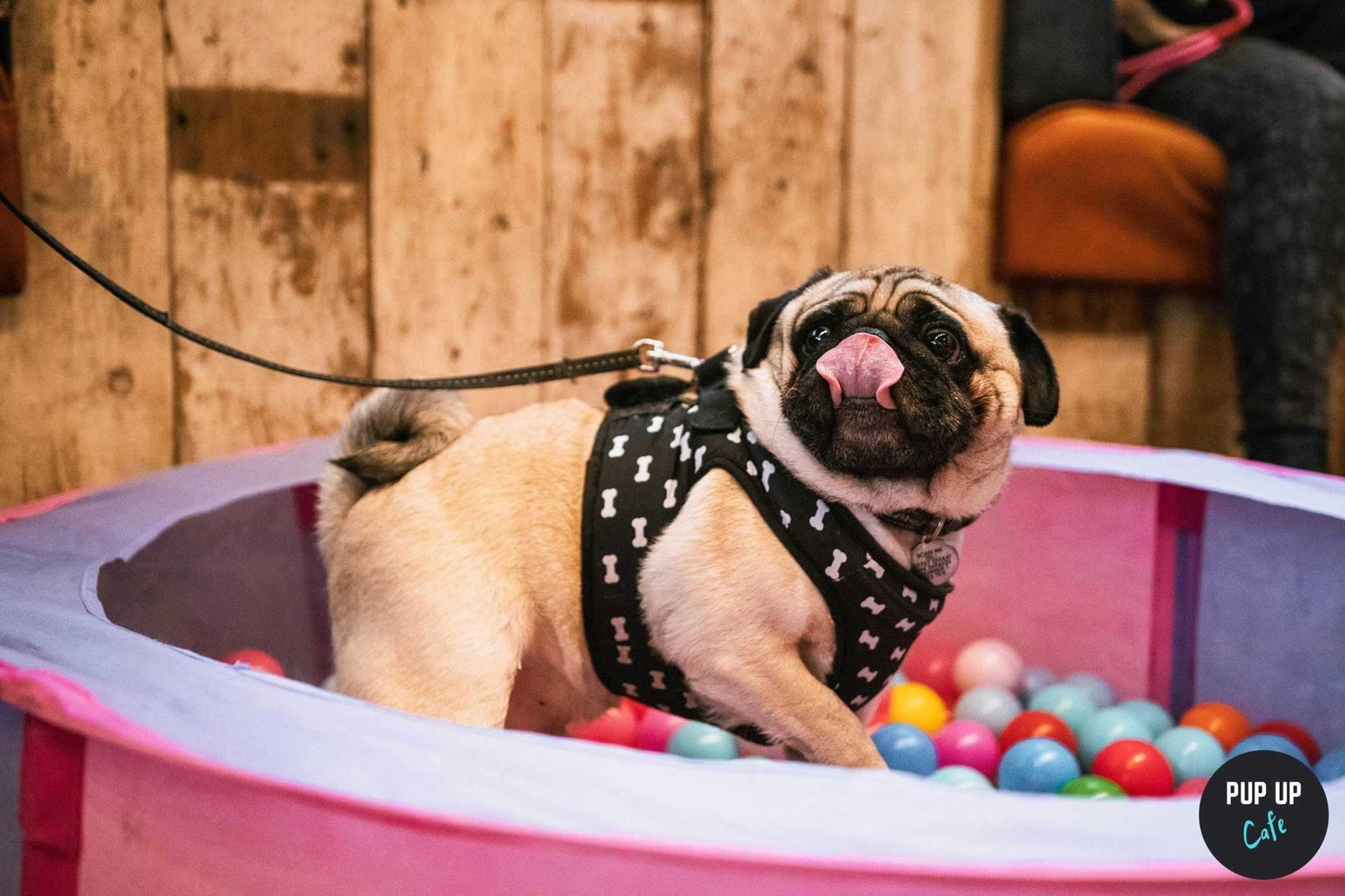 Pug Pop Up Cafe – Bristol