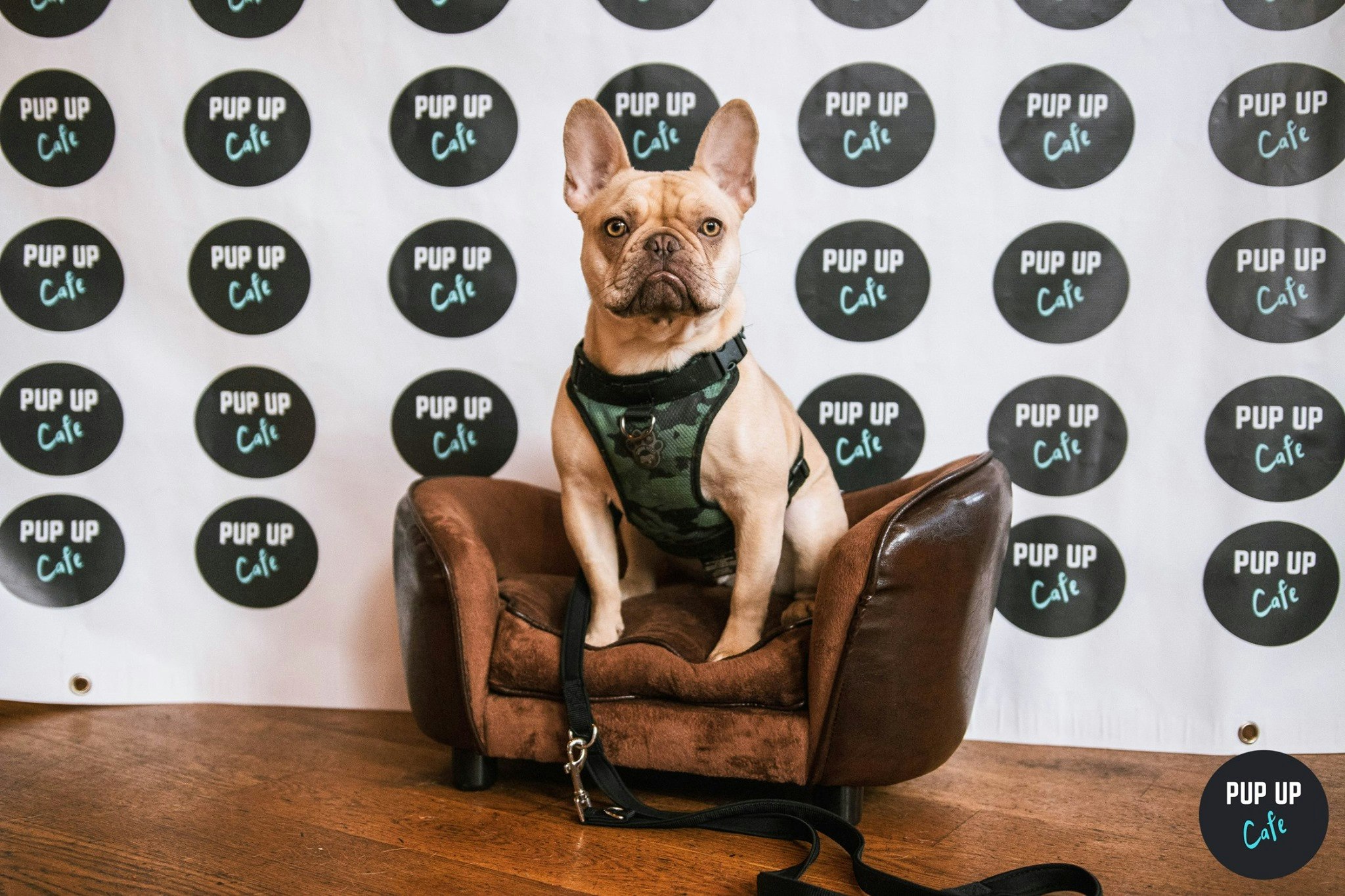 Frenchie Pop Up Cafe – Stafford