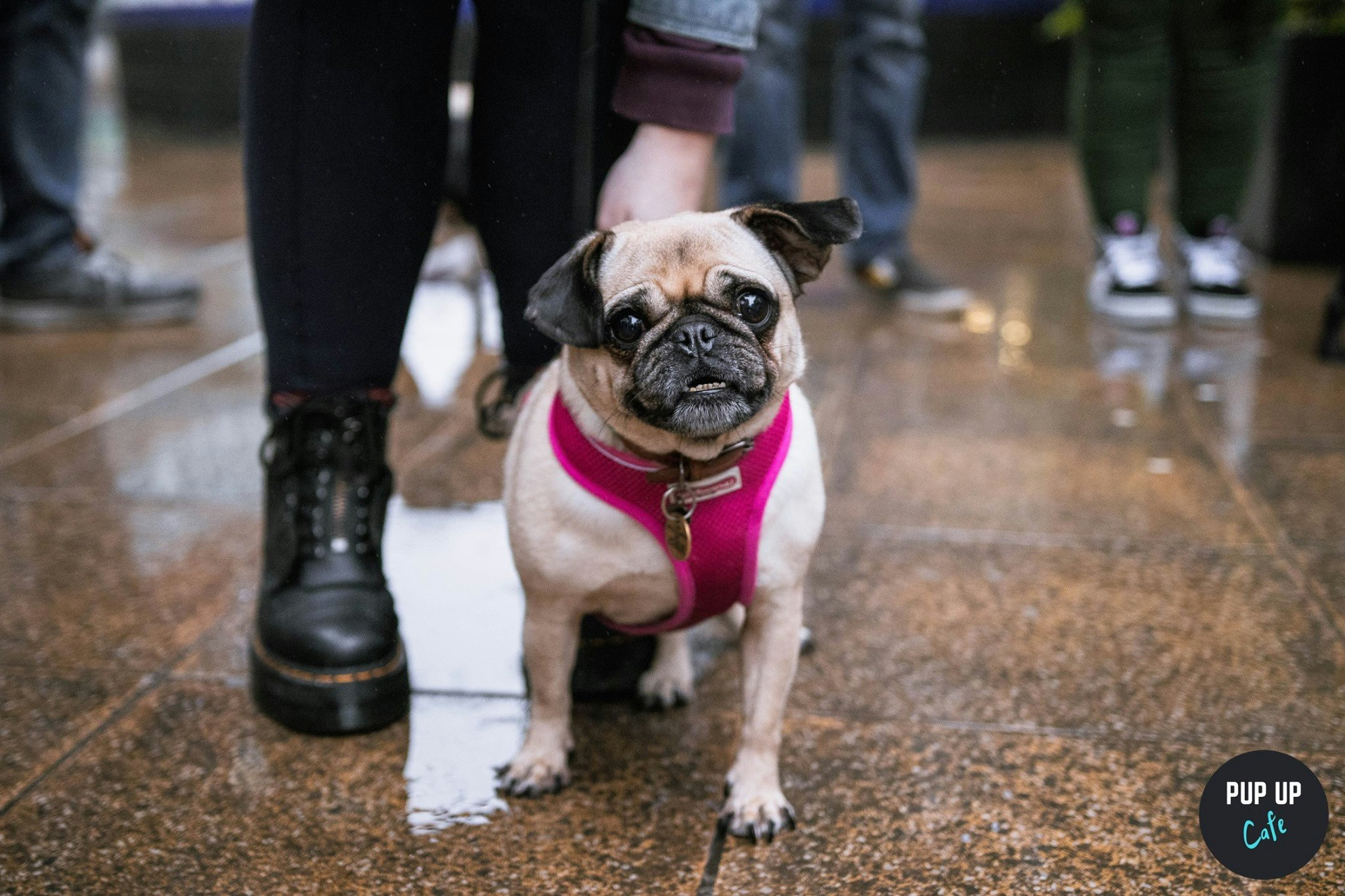 Pug Pop Up Cafe – Stafford