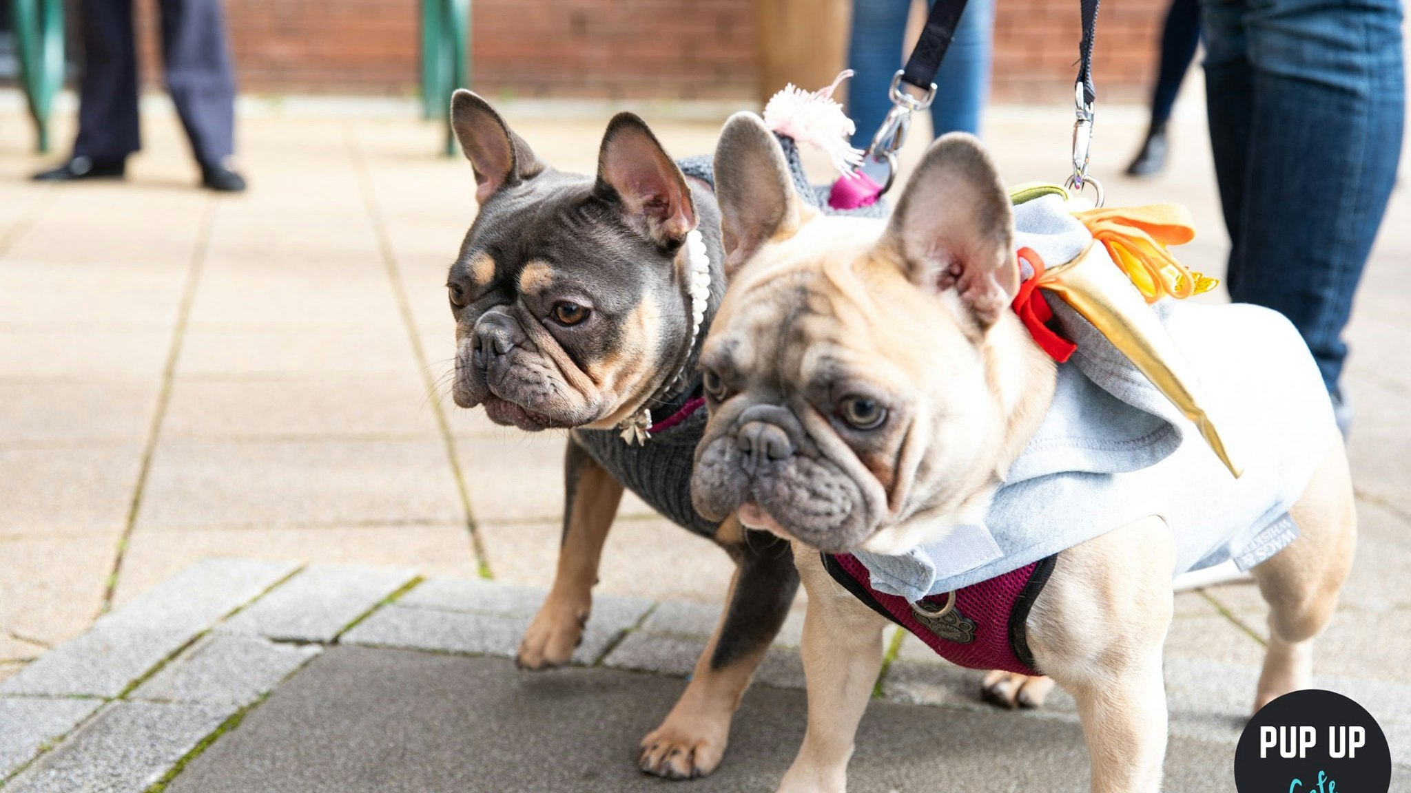 Frenchie Pop Up Cafe – Solihull