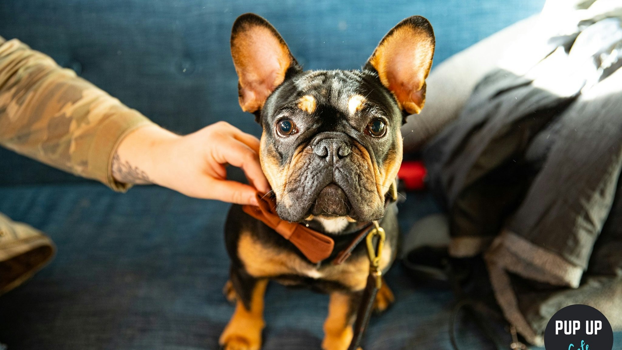 Pup Up Cafe: Bulldog Brunch | Reading