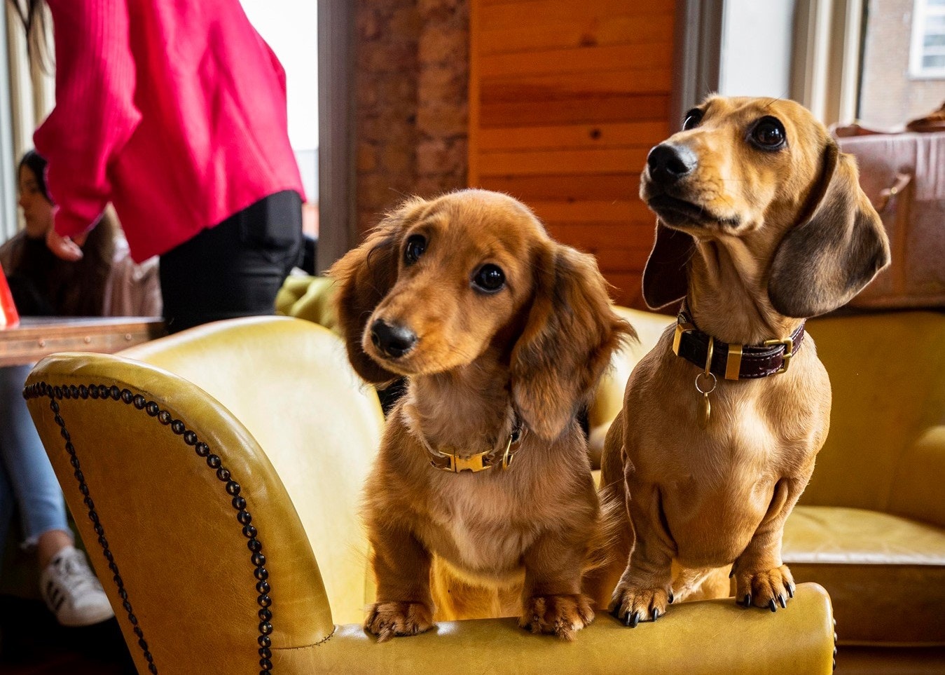 Dachshund Pup Up Cafe – Putney