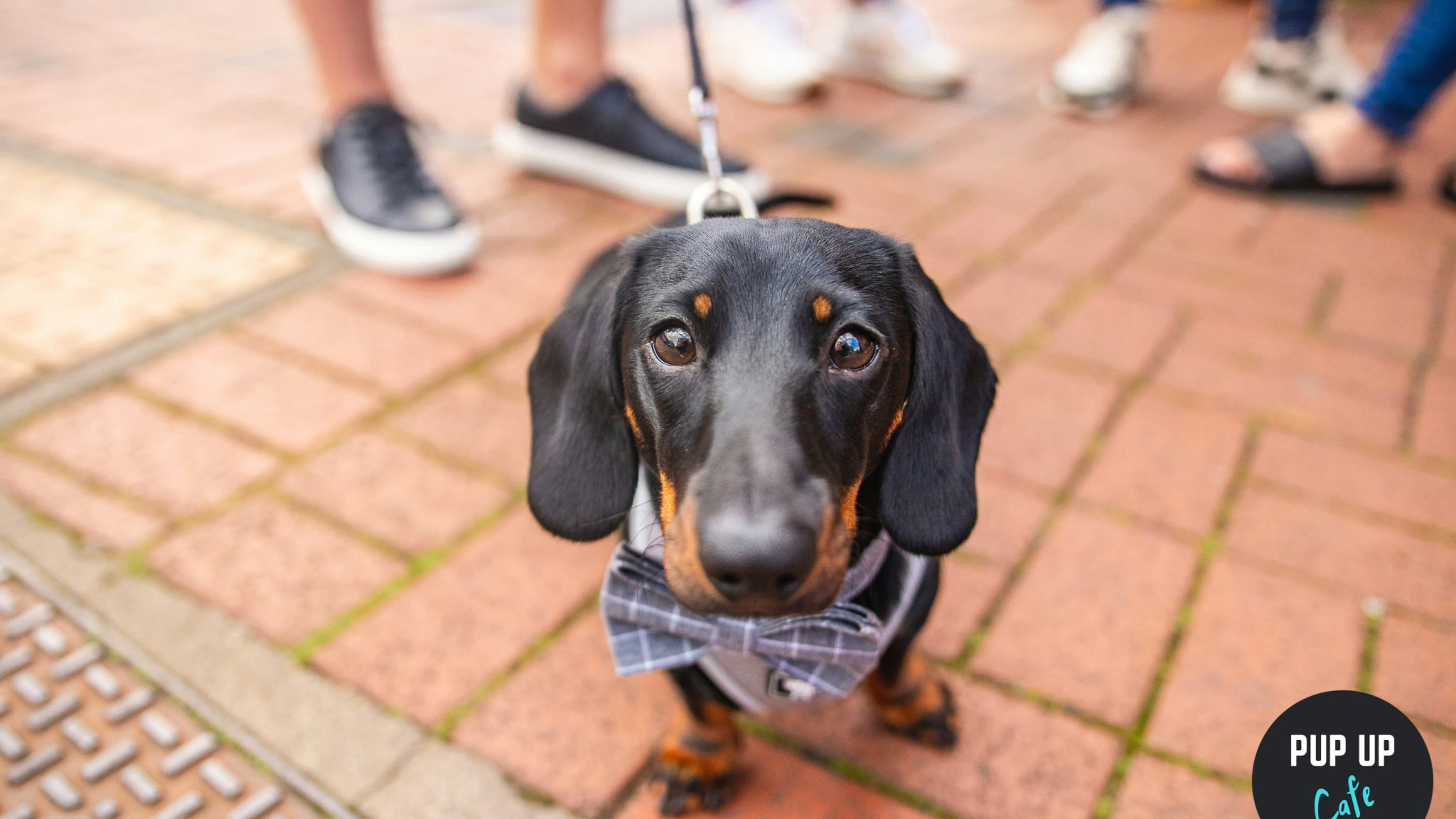 Dachshund Pup Up Cafe – Liverpool