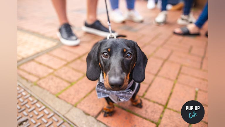 Dachshund Pup Up Cafe - Liverpool