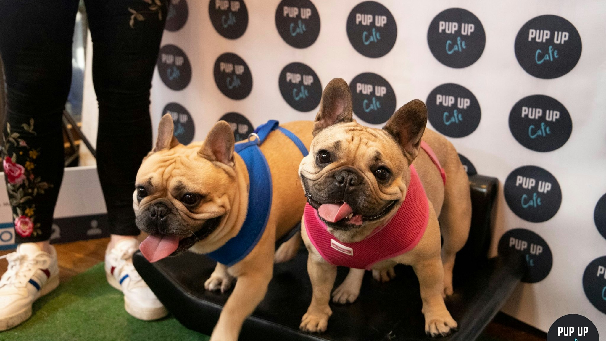 Frenchie Pup Up Cafe – Southampton