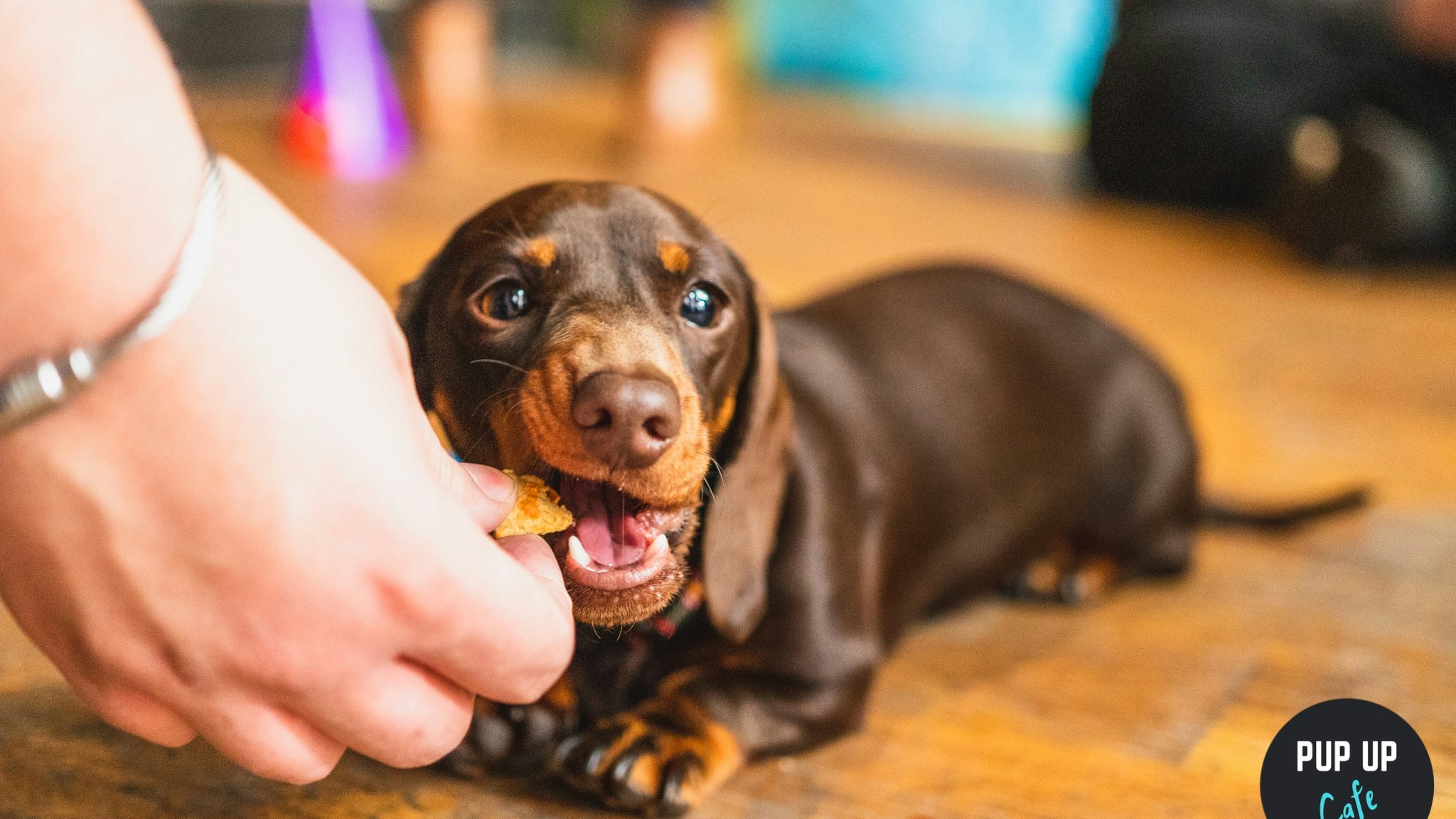 Dachshund Pup Up Cafe – Manchester