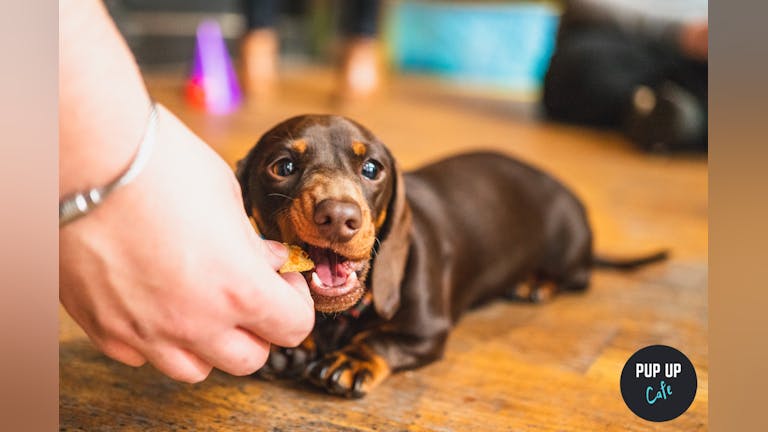 Dachshund Pup Up Cafe - Manchester