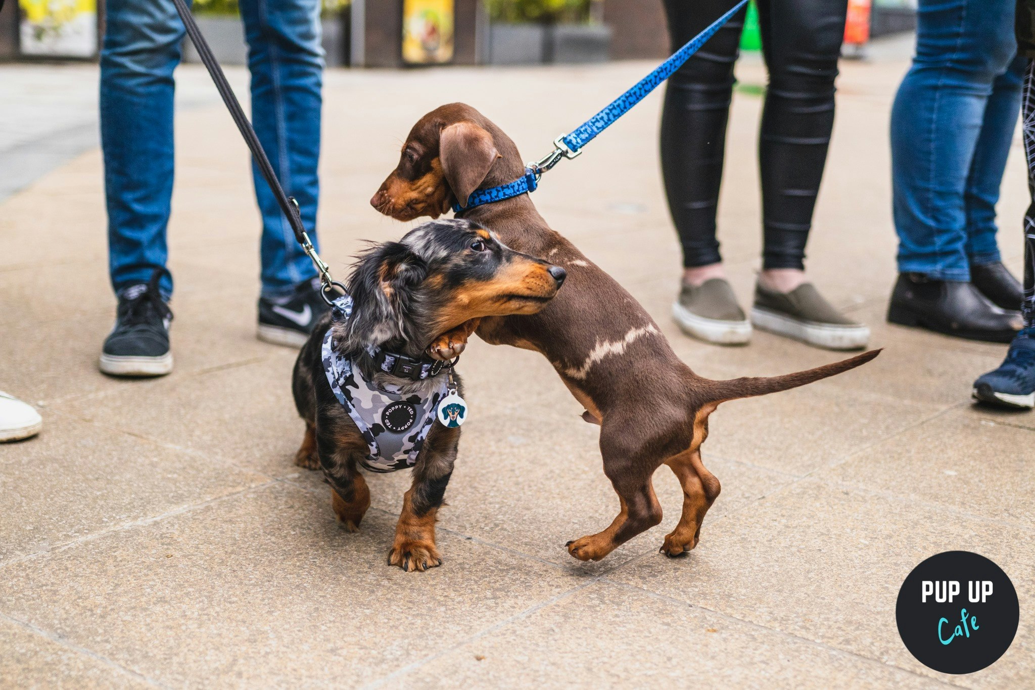 Dachshund Pup Up Cafe – Glasgow