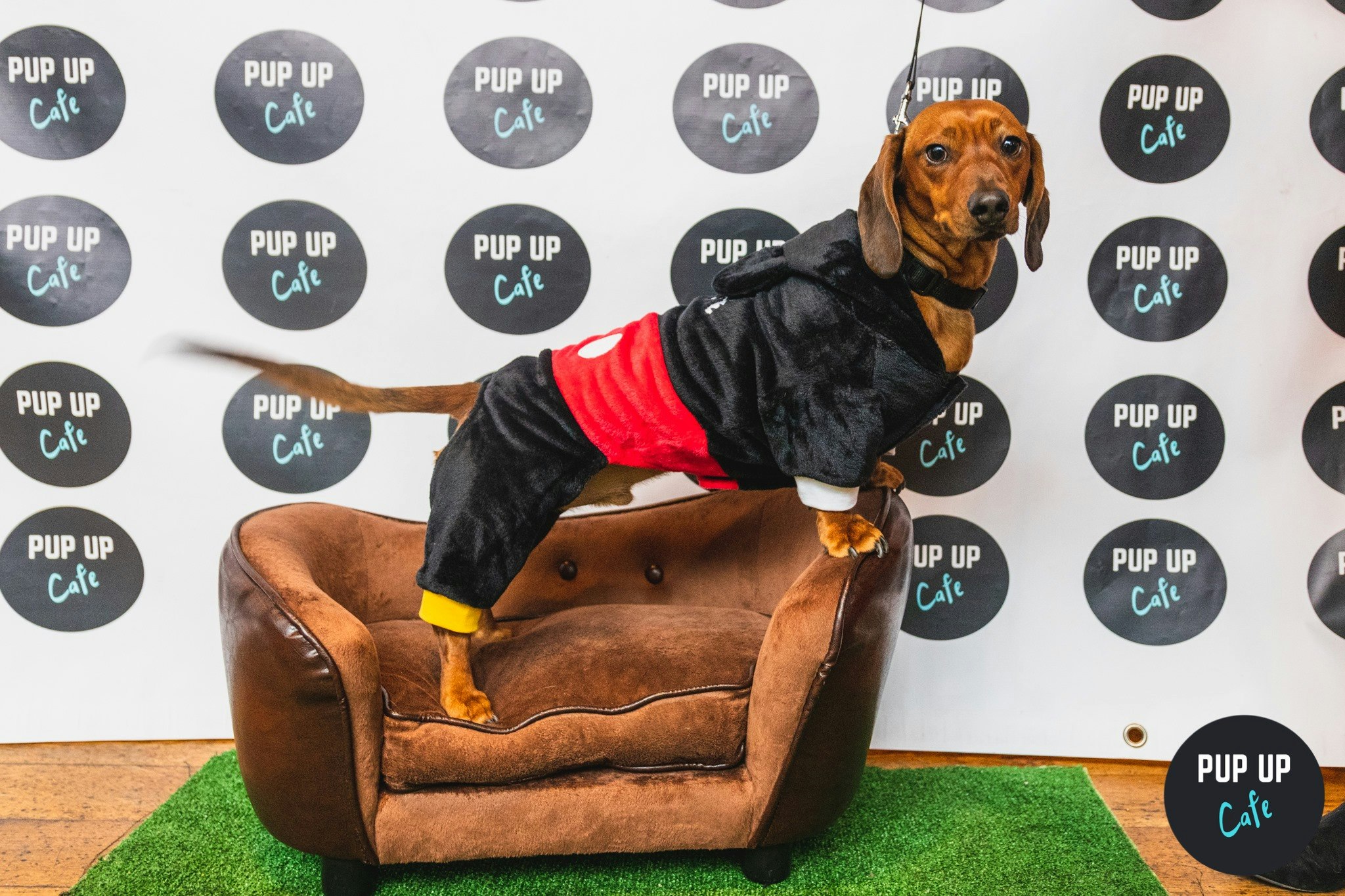 Dachshund Pup Up Cafe – High Wycombe