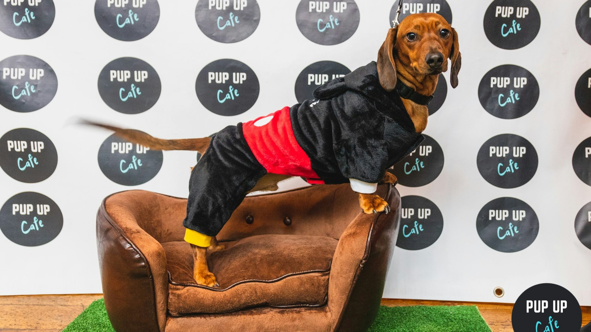 Dachshund Pup Up Cafe – High Wycombe