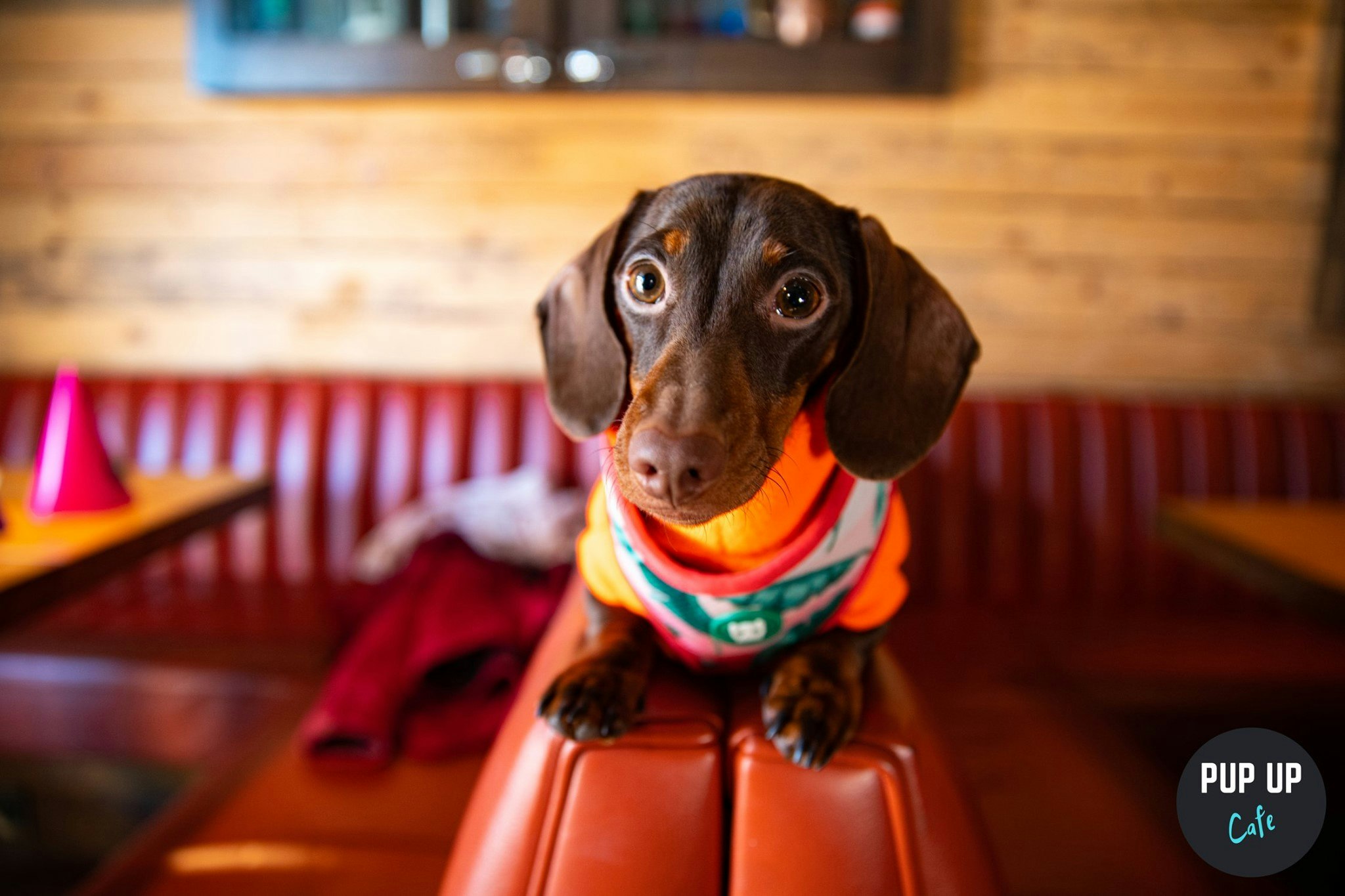 Dachshund Pup Up Cafe – Liverpool