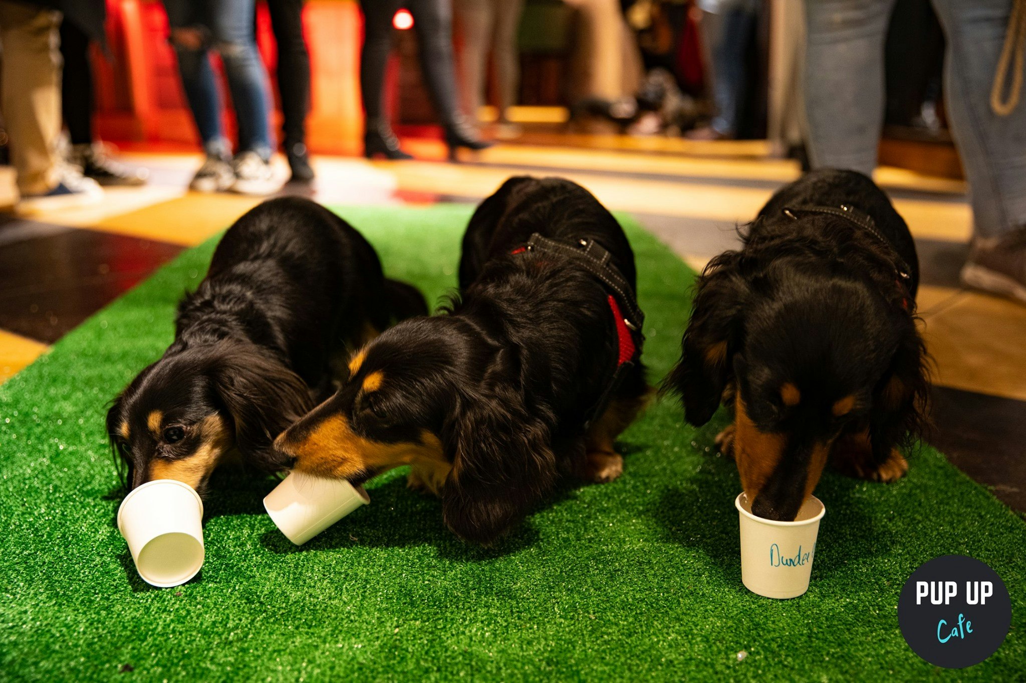 Dachshund Pup Up Cafe – Leeds