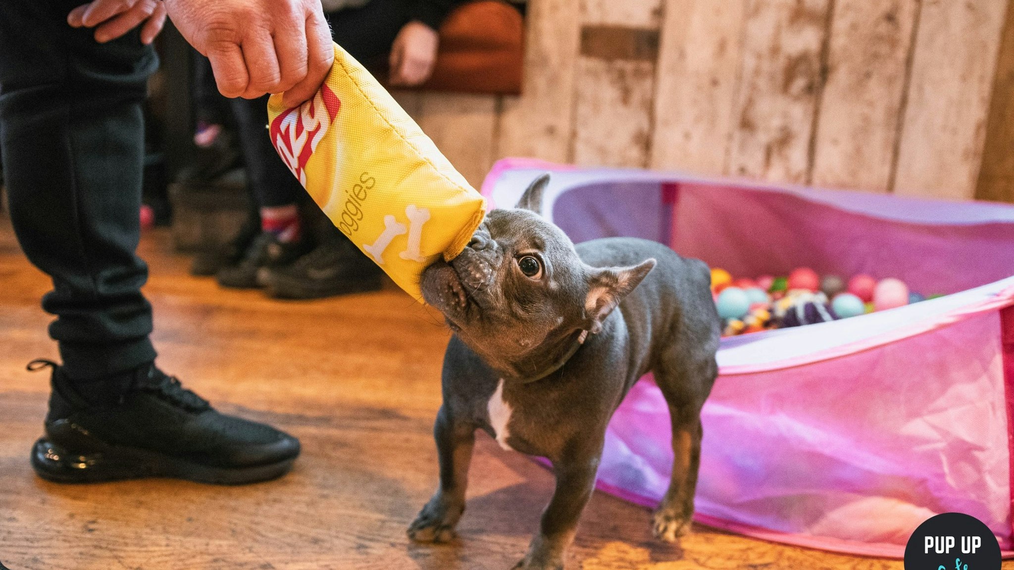 Frenchie Pup Up Cafe – Bristol