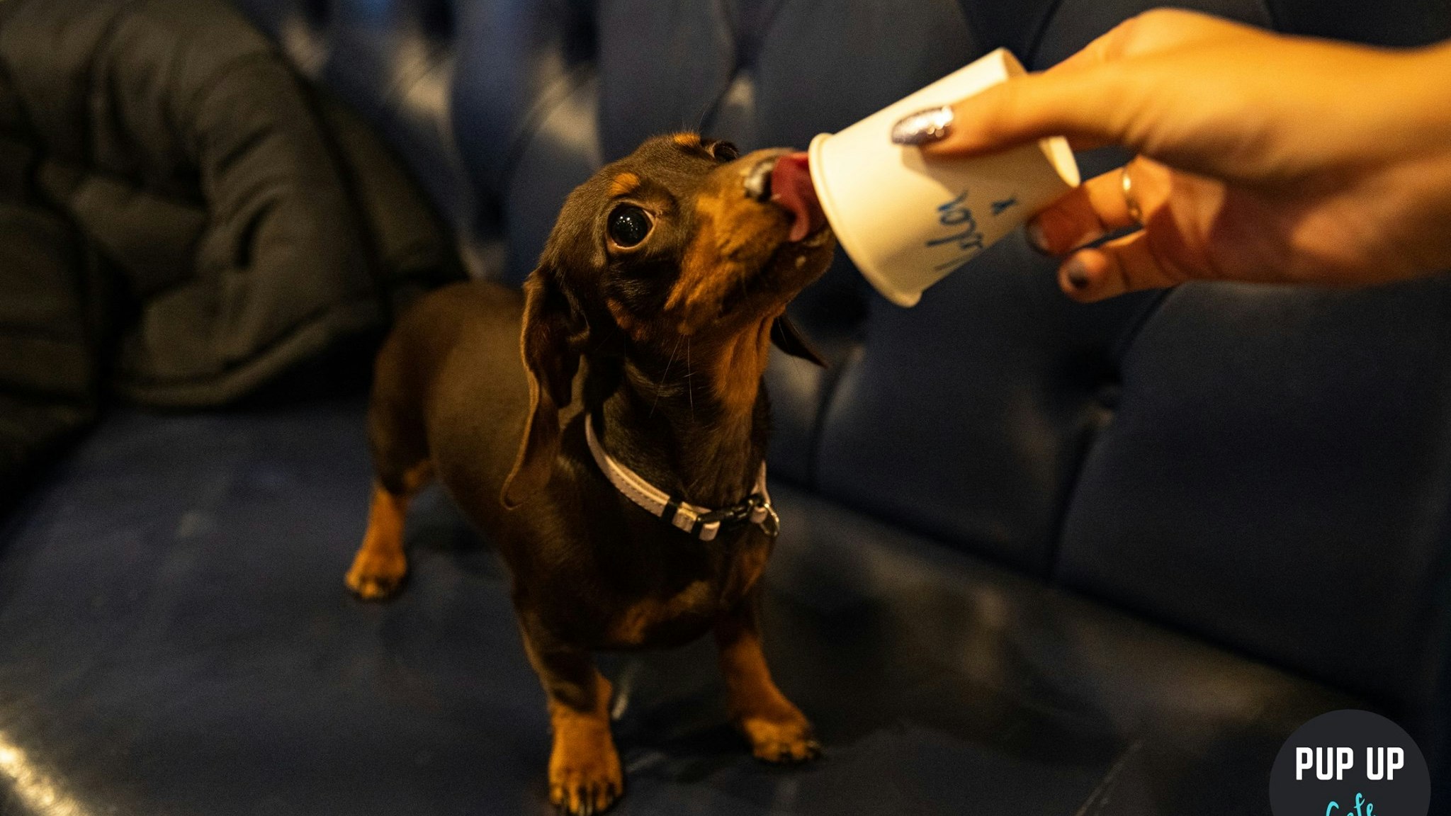 Dachshund Pup Up Cafe – Cardiff