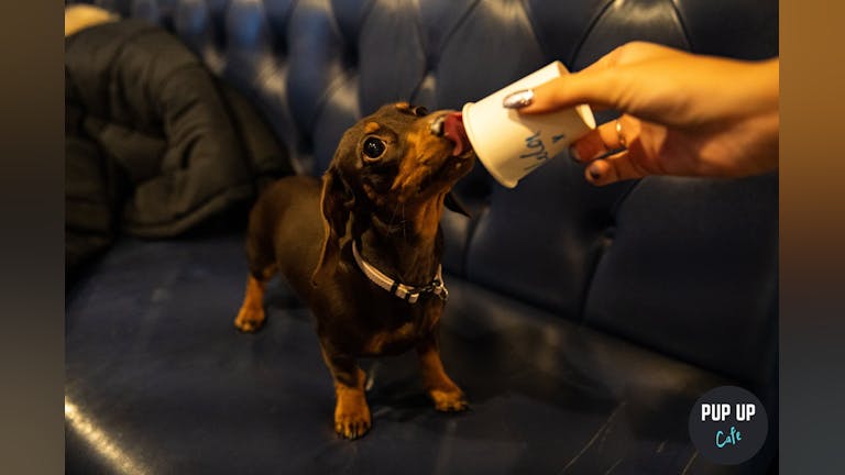 Dachshund Pup Up Cafe - Cardiff
