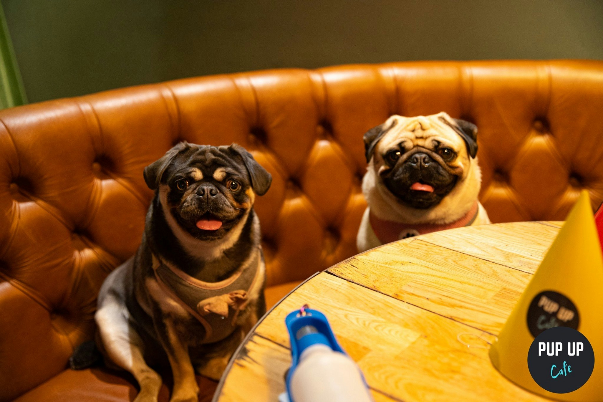 Pug Pup Up Cafe – High Wycombe