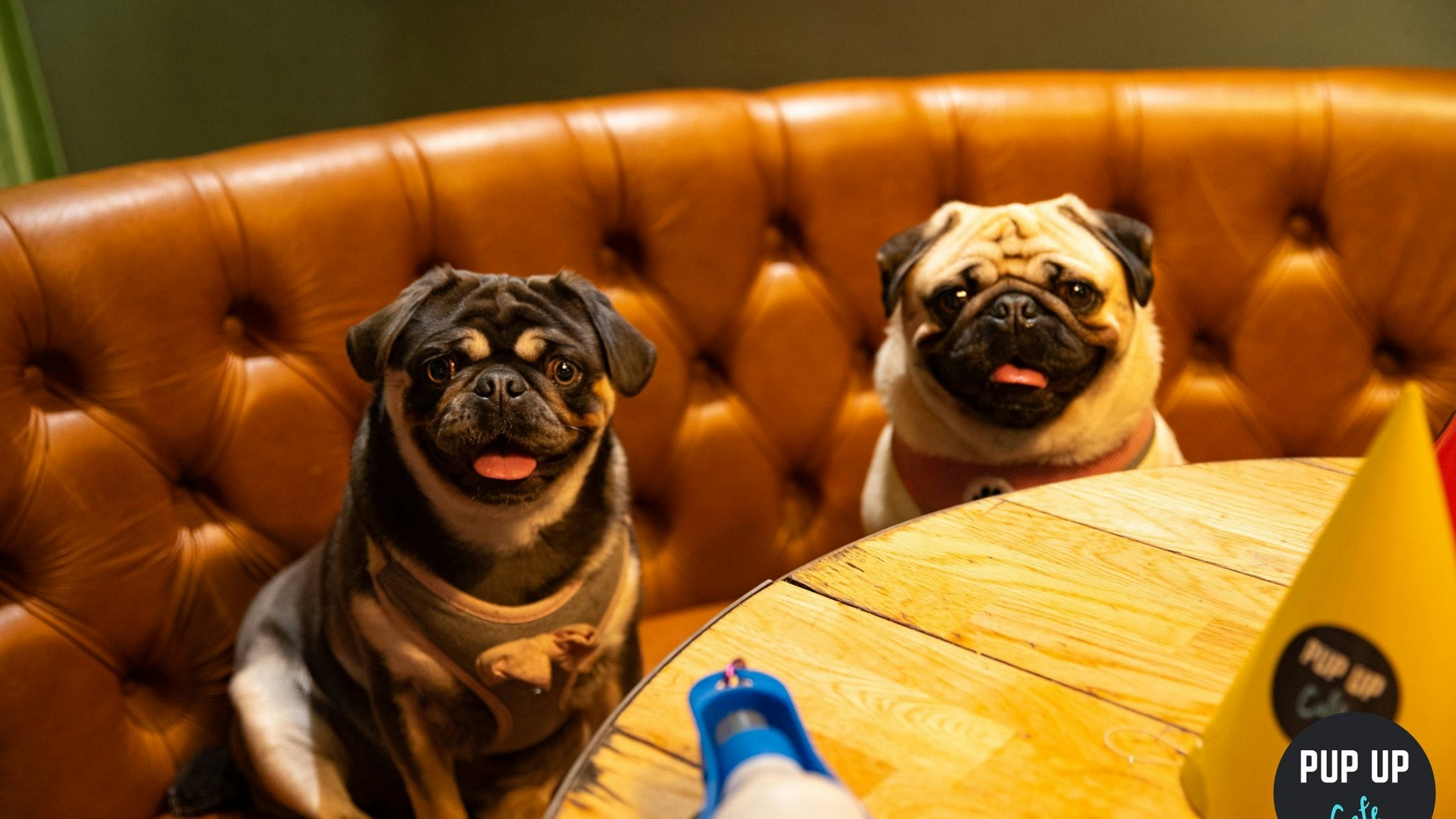 Pug Pup Up Cafe – High Wycombe