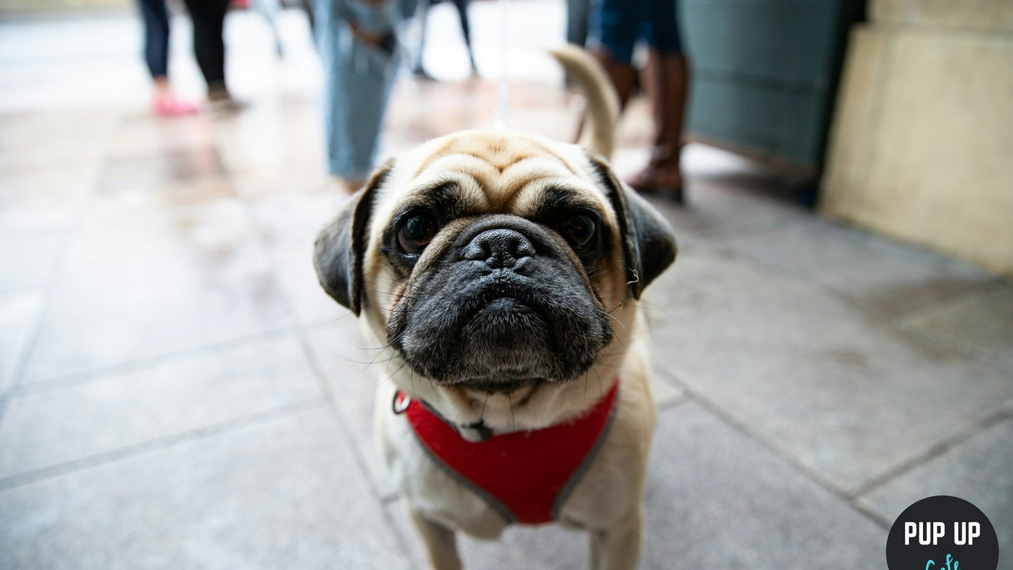 Pug Pup Up Cafe – Cardiff
