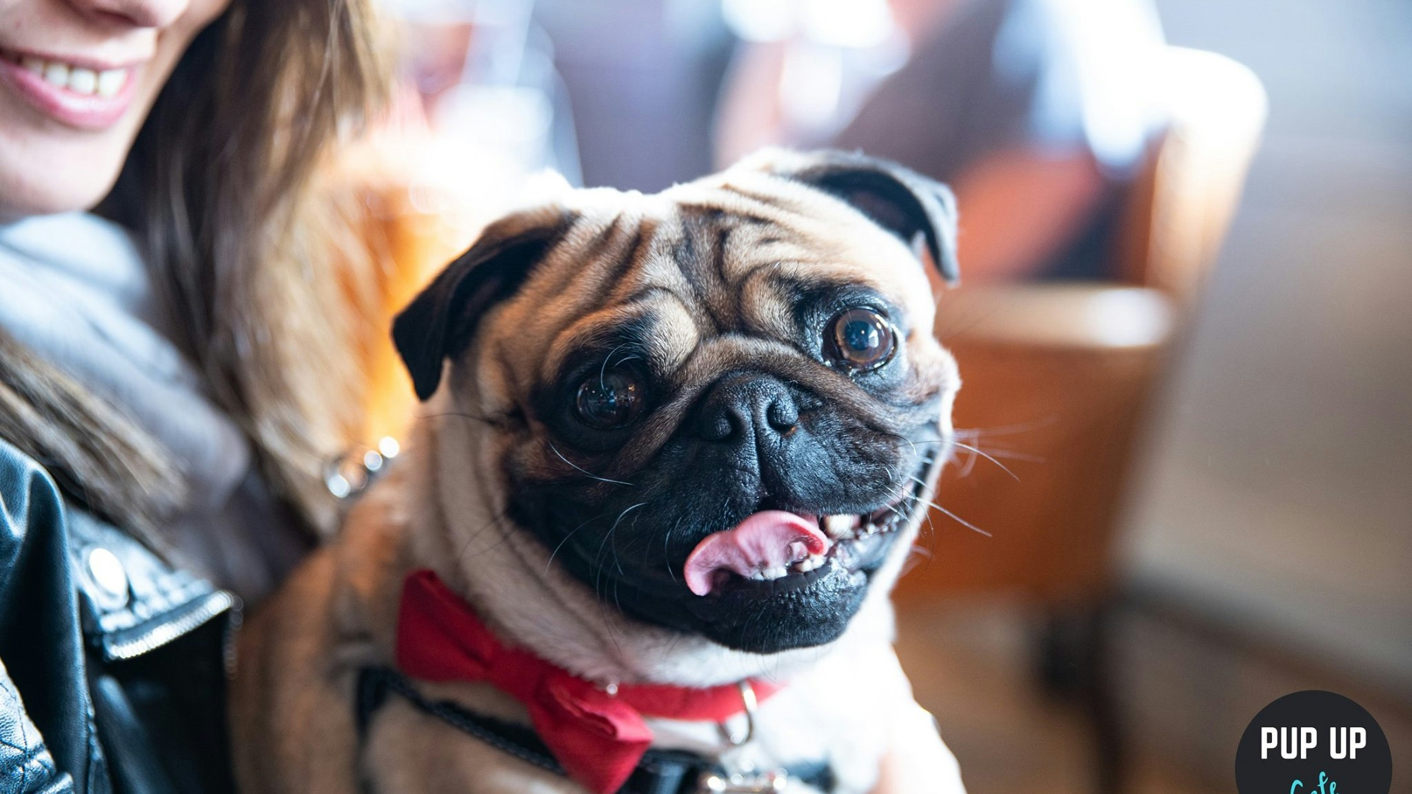 Pug Pup Up Cafe – Leeds