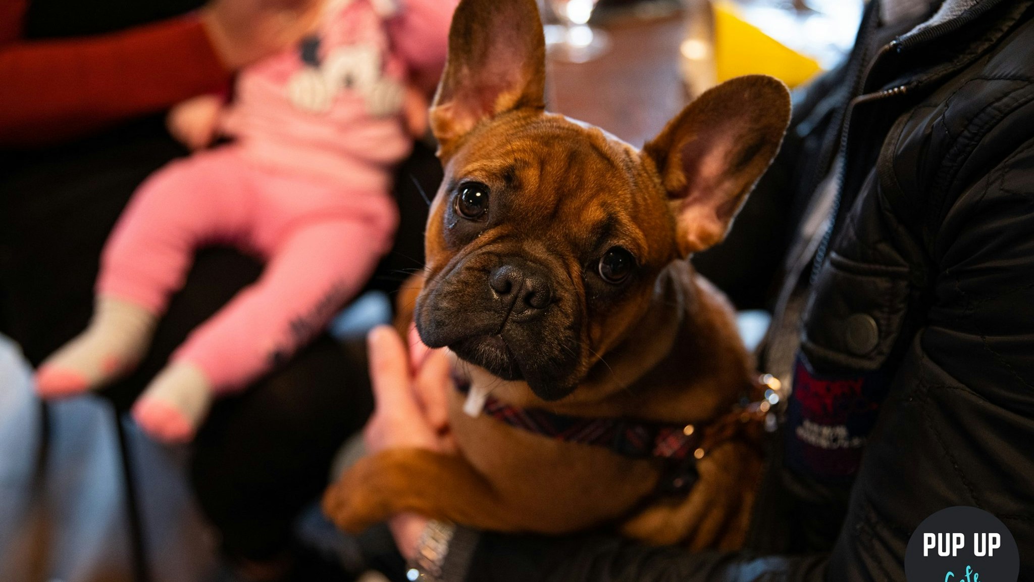 Frenchie Pup Up Cafe – Leeds