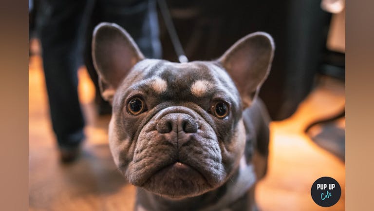 Frenchie Pup Up Cafe - Liverpool
