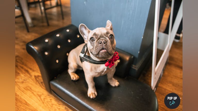 Frenchie Pup Up Cafe - Manchester