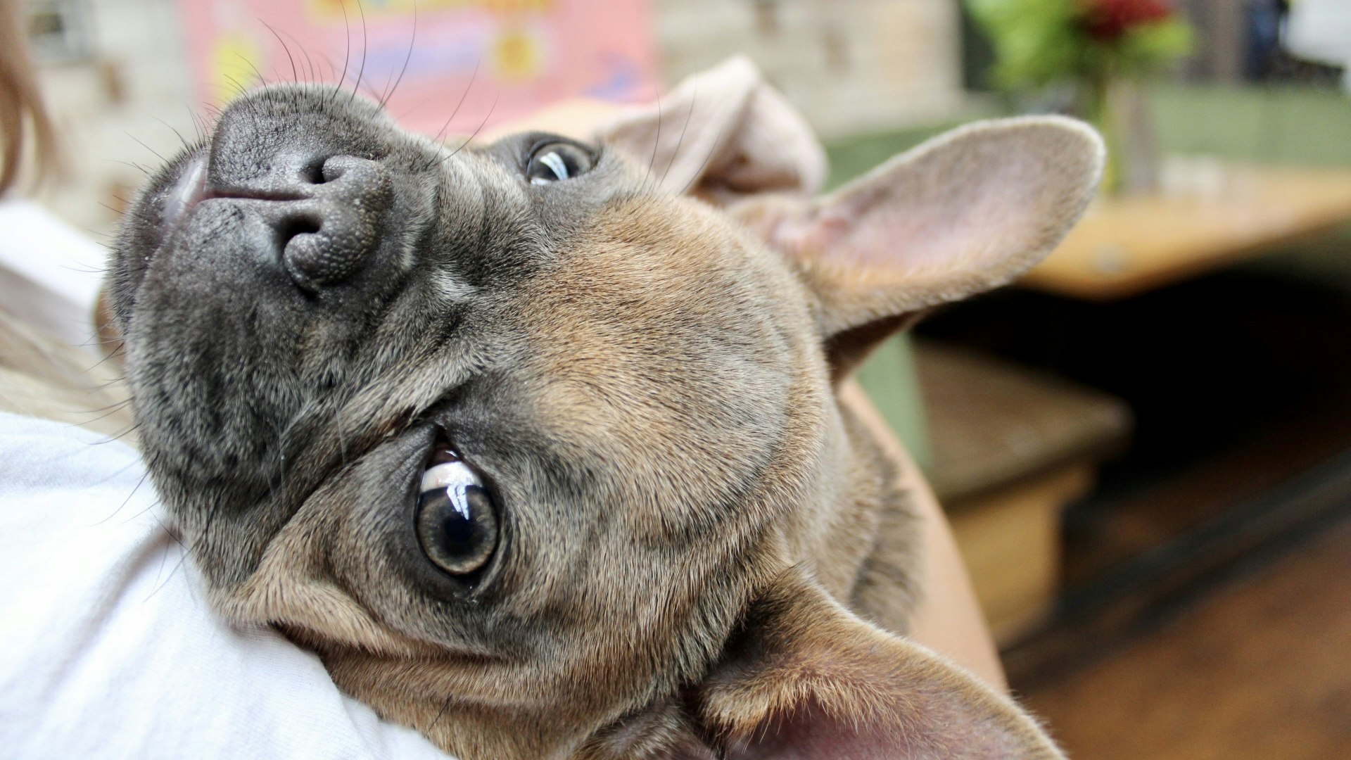 Frenchie Pup Up Cafe – London