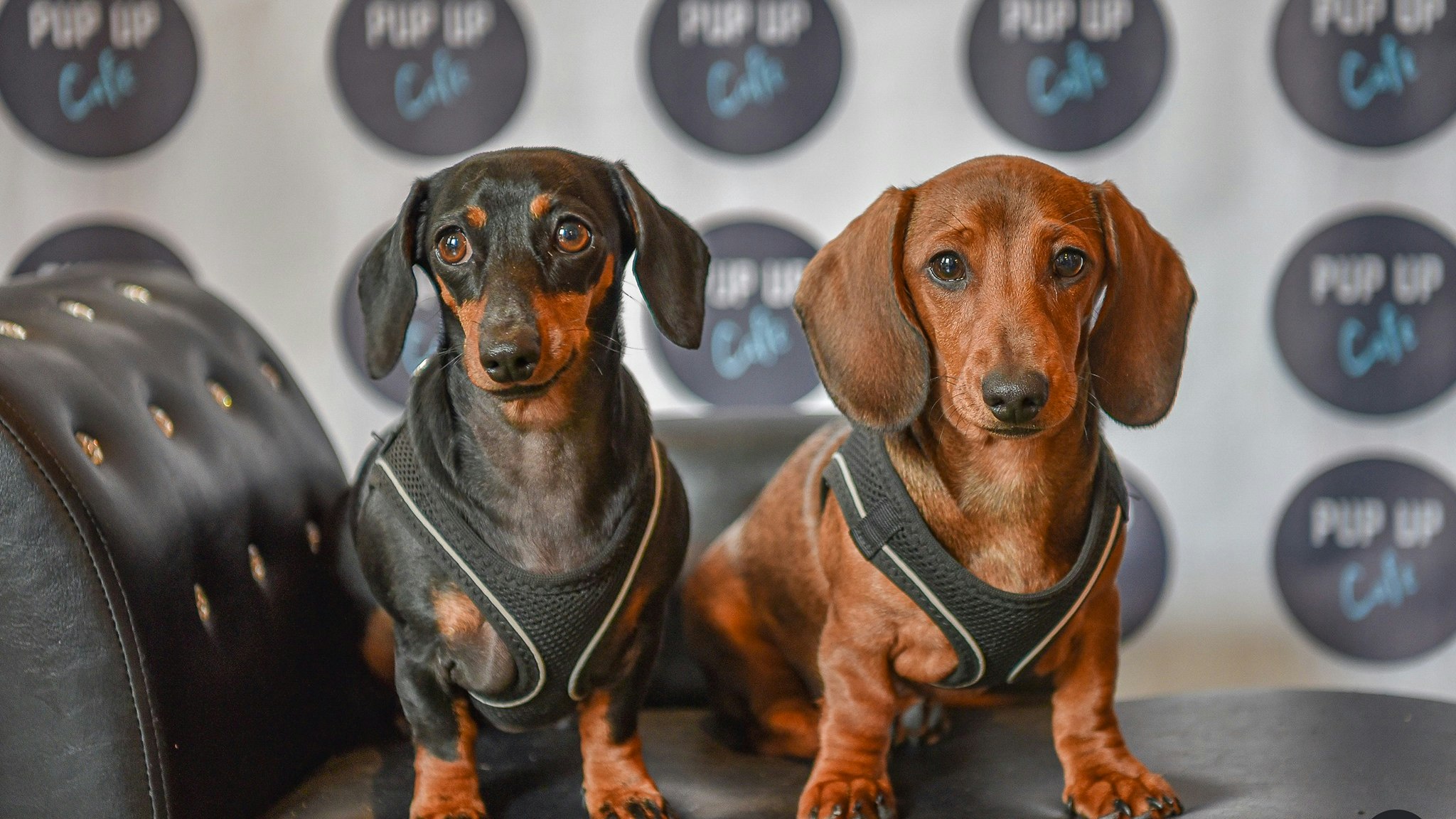 Dachshund Pup Up Cafe – Solihull