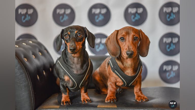 Dachshund Pup Up Cafe - Solihull