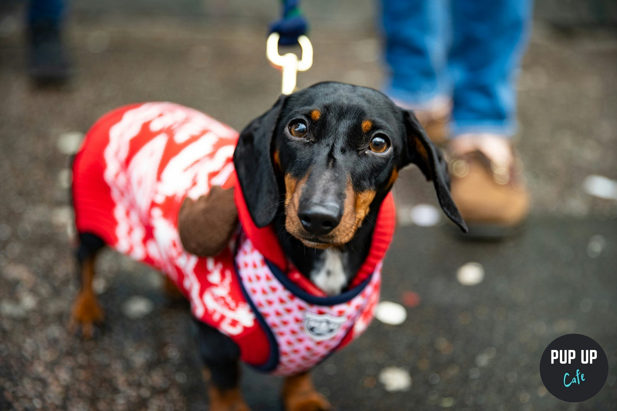 The Dachshund Christmas Tour – Wycombe  🤶🎄🎅