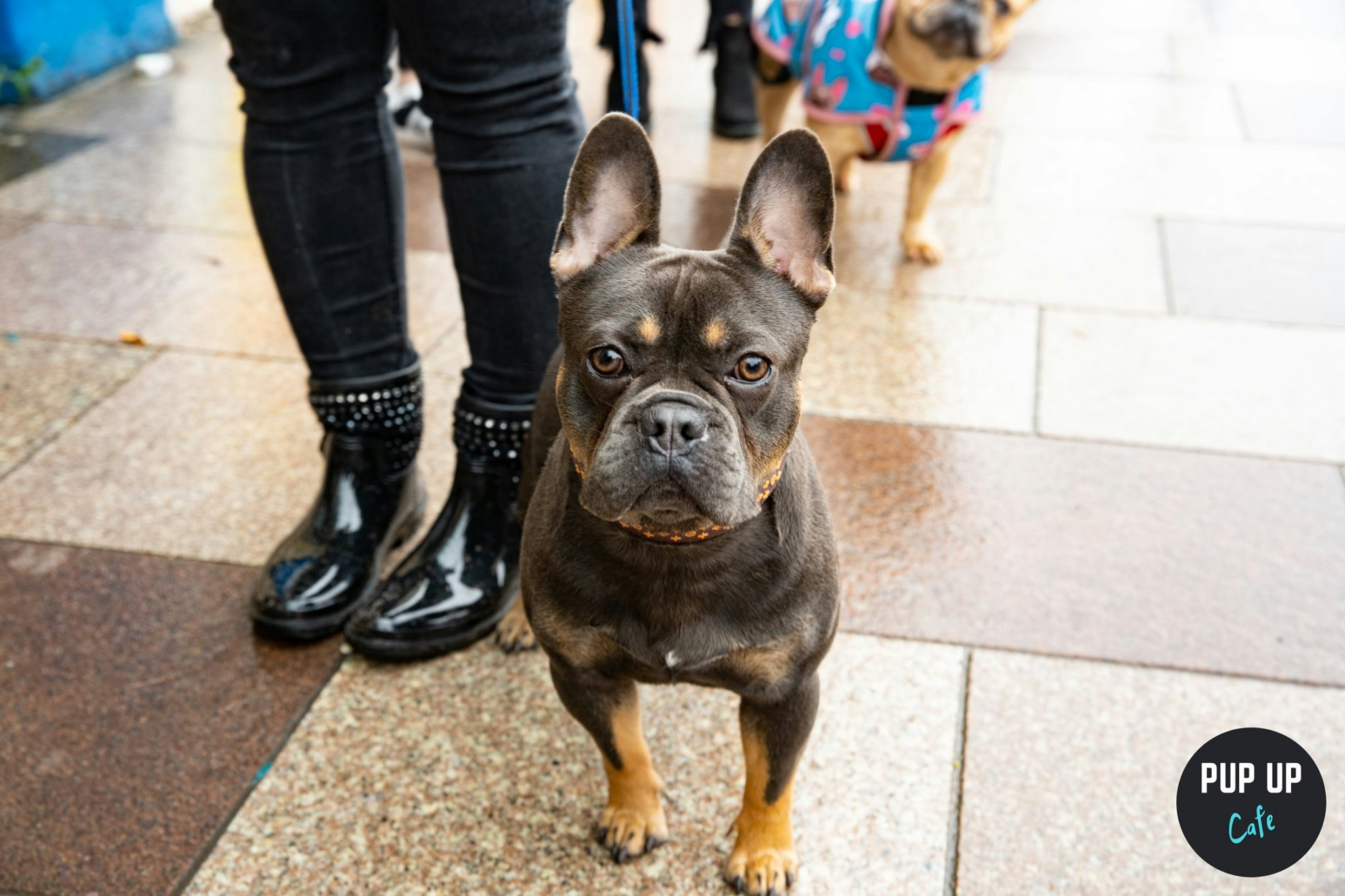 Frenchie Pup Up Cafe – Cardiff