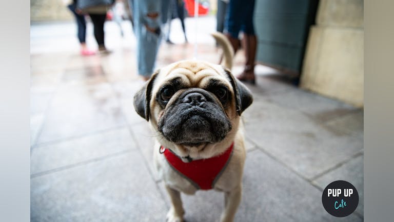 Pug Pup Up Cafe - Cardiff