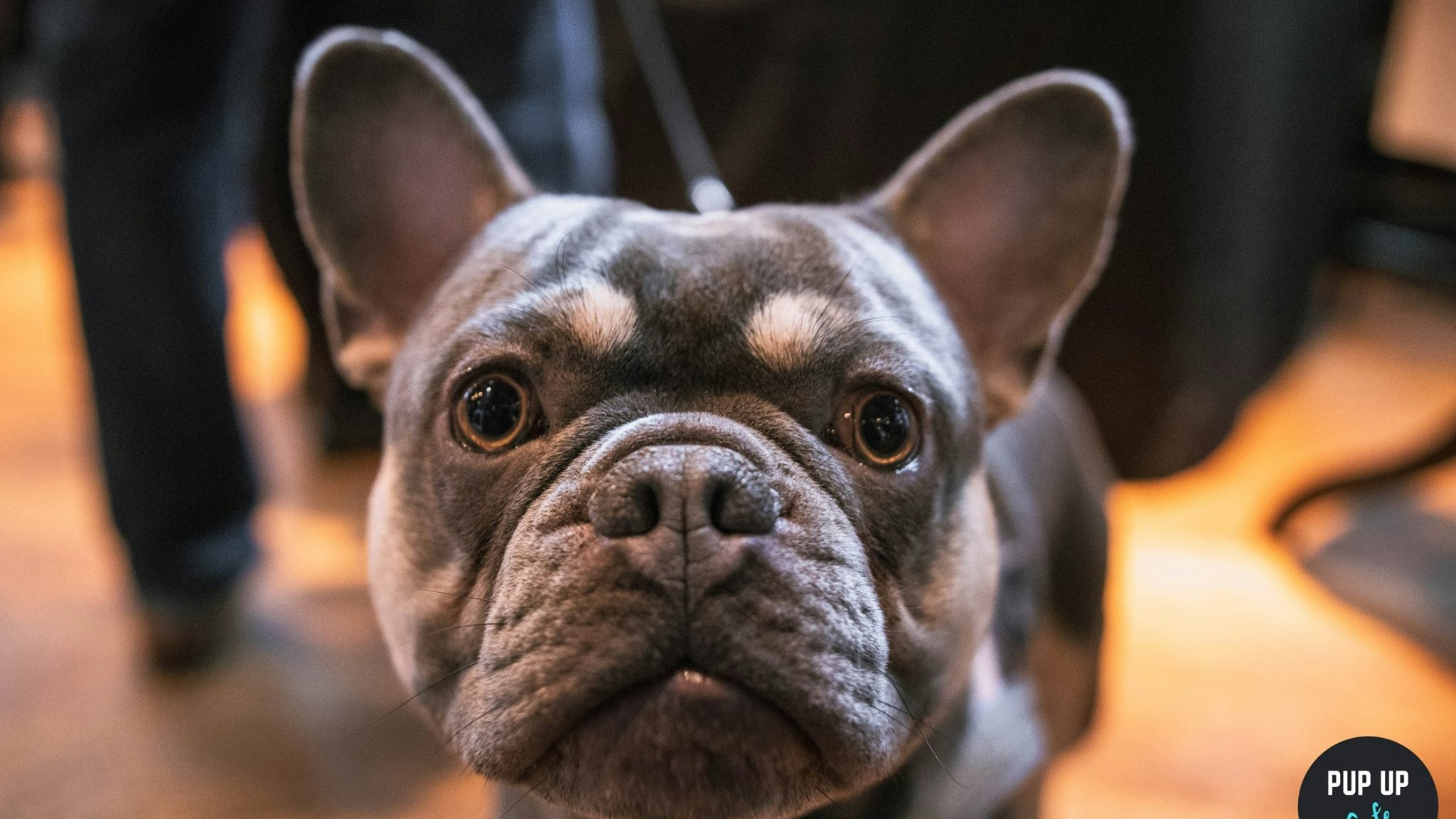 Frenchie Pup Up Cafe – Liverpool